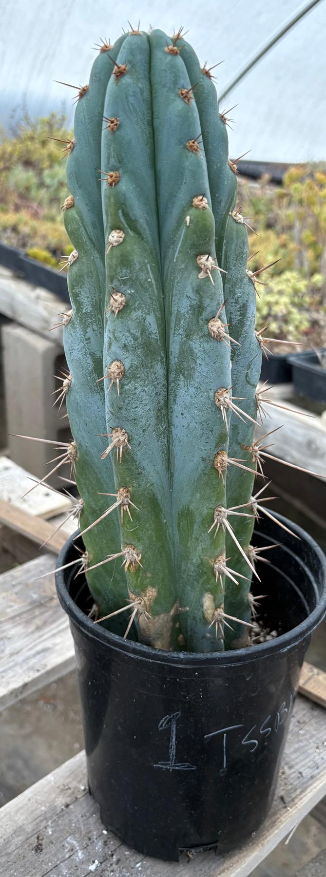 #EC81 EXACT Trichocereus Peruvianus TSSBP Potted Cactus A or B-Cactus - Large - Exact-The Succulent Source