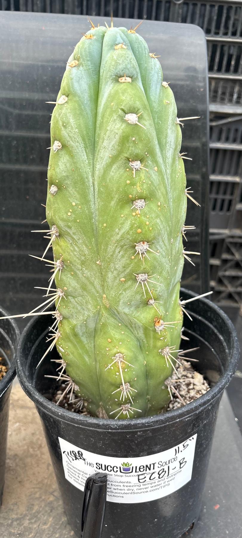 #EC81 EXACT Trichocereus Peruvianus TSSBP Potted Cactus A or B-Cactus - Large - Exact-The Succulent Source