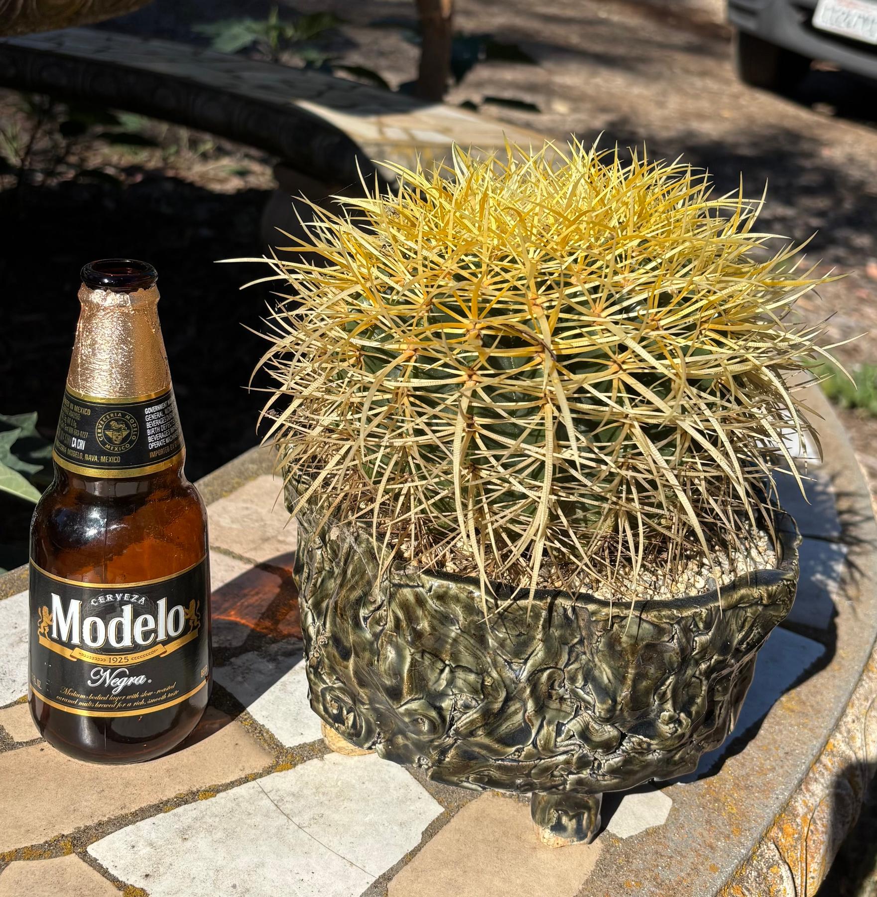 #EC82 EXACT Echinocactus Grusonii Golden Barrel Cactus in Ceramic Pot-Cactus - Large - Exact-The Succulent Source