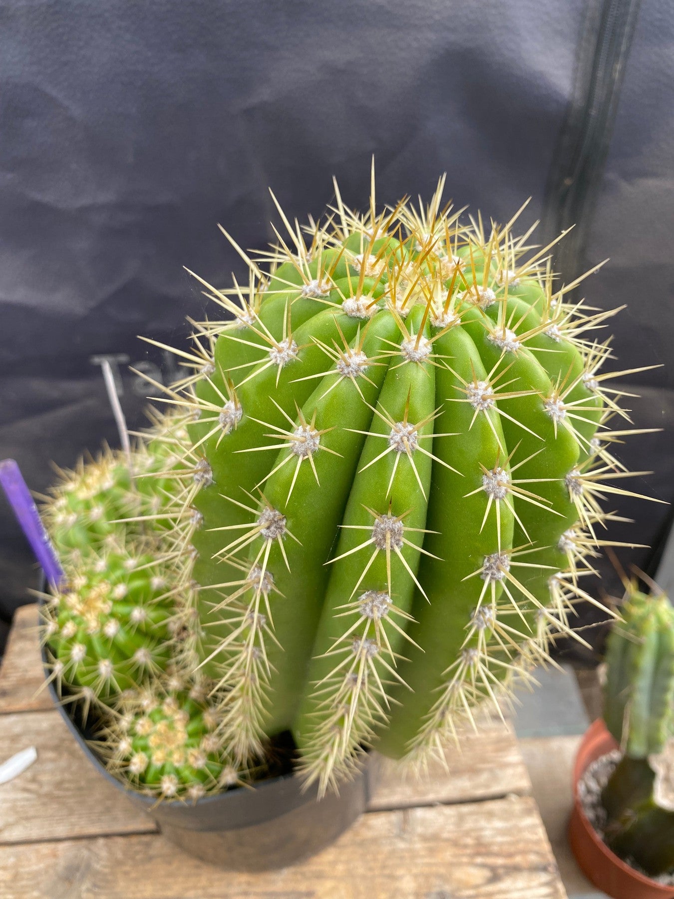 #EC82 EXACT Trichocereus Grandiflorus Sun Goddess Cactus-Cactus - Large - Exact-The Succulent Source