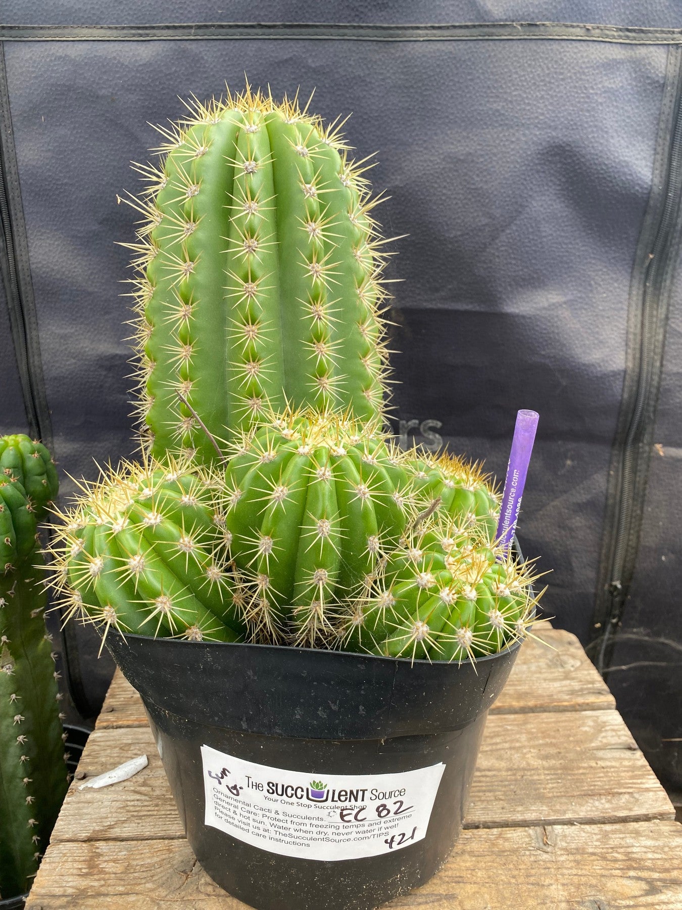 #EC82 EXACT Trichocereus Grandiflorus Sun Goddess Cactus-Cactus - Large - Exact-The Succulent Source