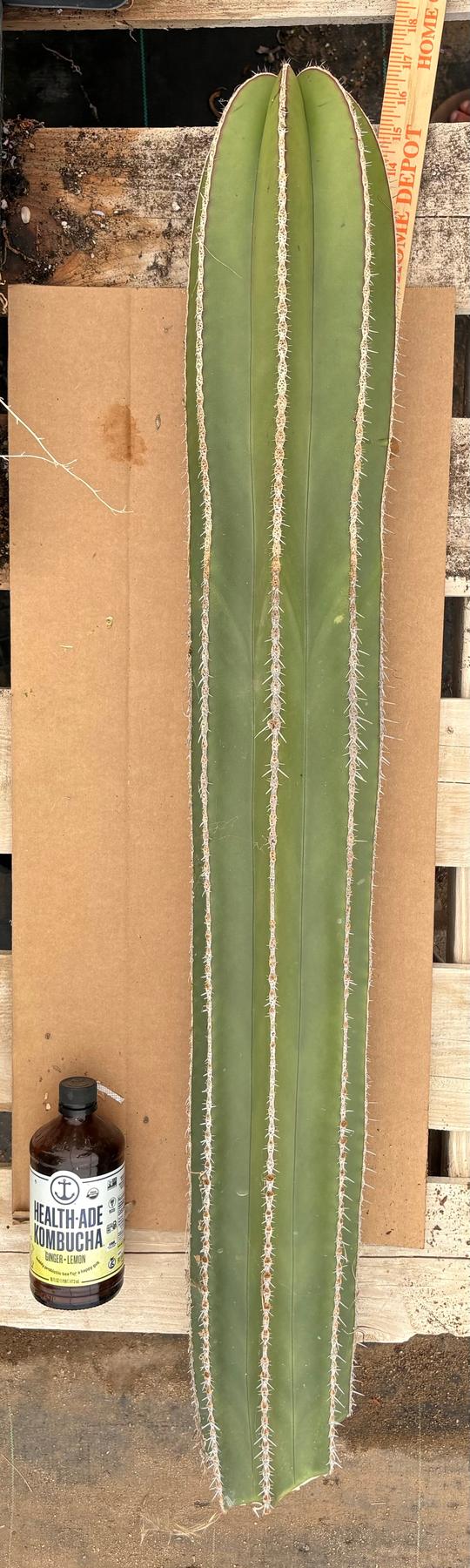 #EC83 EXACT Pachycerus Marginatus Mexican Fencepost Cactus cutting 39”-Cactus - Big-The Succulent Source