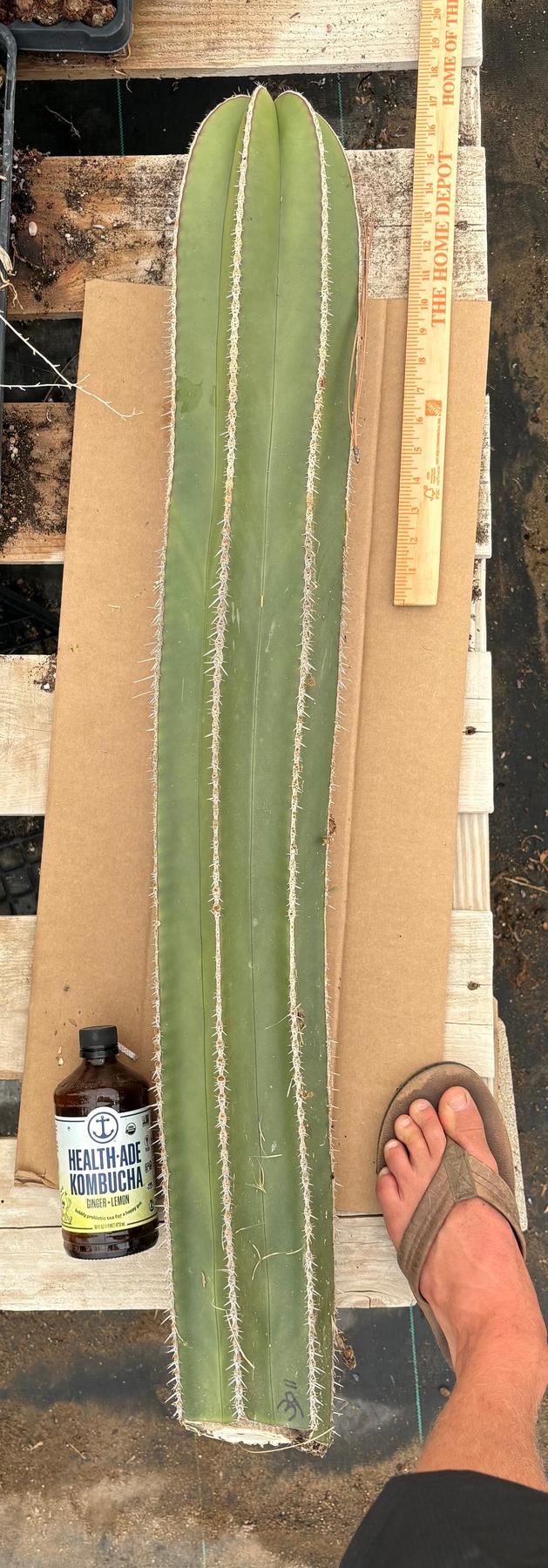 #EC83 EXACT Pachycerus Marginatus Mexican Fencepost Cactus cutting 39”-Cactus - Big-The Succulent Source