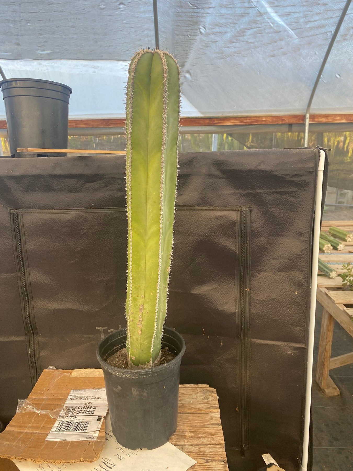 #EC83 EXACT Pachycerus Marginatus Mexican Fencepost Cactus Potted 21"-Cactus - Large - Exact-The Succulent Source