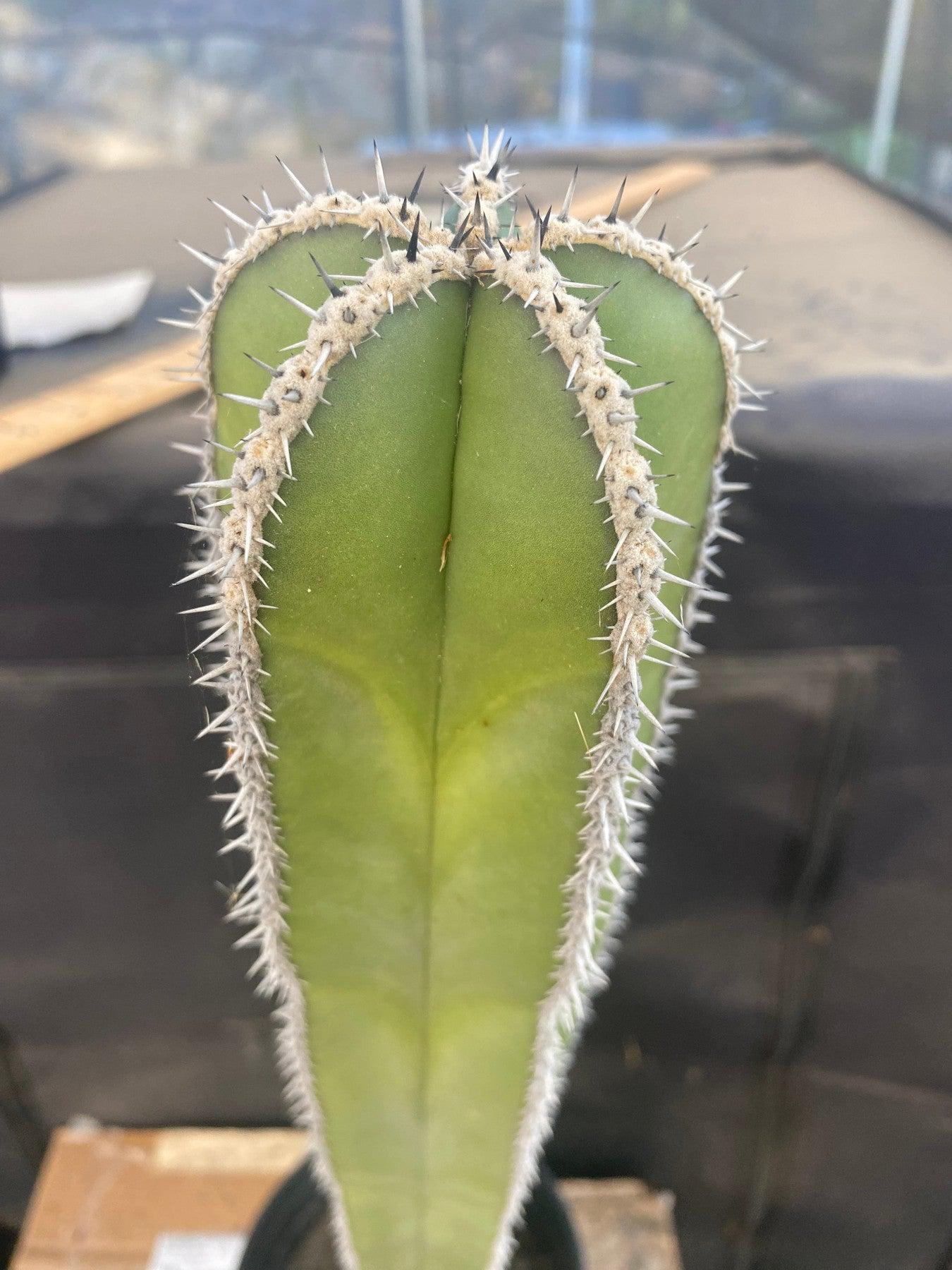 #EC83 EXACT Pachycerus Marginatus Mexican Fencepost Cactus Potted 21"-Cactus - Large - Exact-The Succulent Source