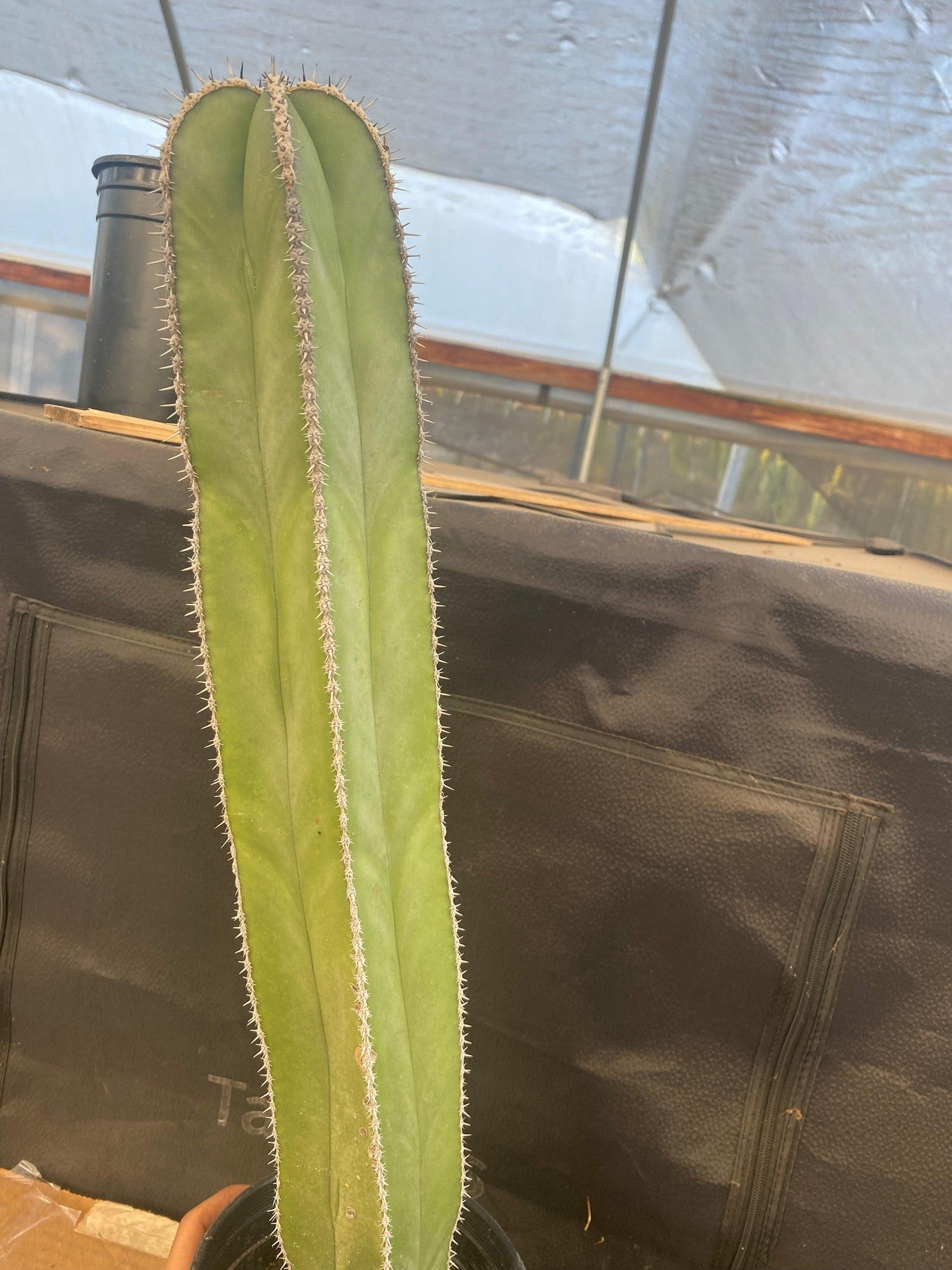 #EC83 EXACT Pachycerus Marginatus Mexican Fencepost Cactus Potted 21"-Cactus - Large - Exact-The Succulent Source