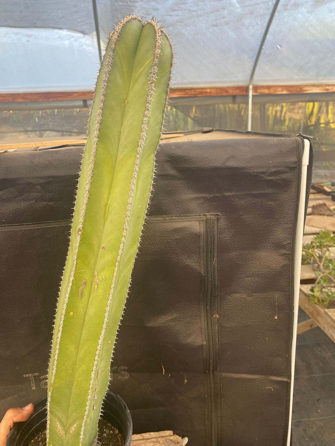 #EC83 EXACT Pachycerus Marginatus Mexican Fencepost Cactus Potted 21"-Cactus - Large - Exact-The Succulent Source