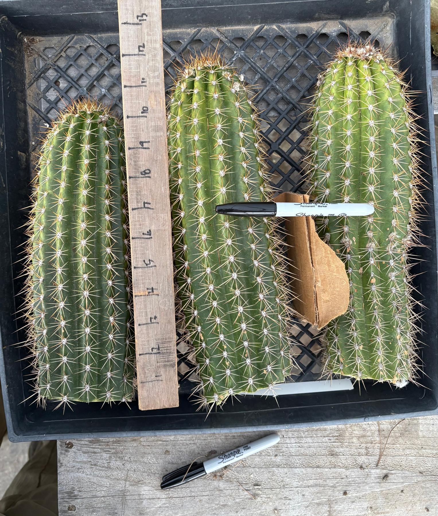 #EC84 EXACT Trichocereus Hustler Cactus Cutting 10-12”-Cactus - Large - Exact-The Succulent Source