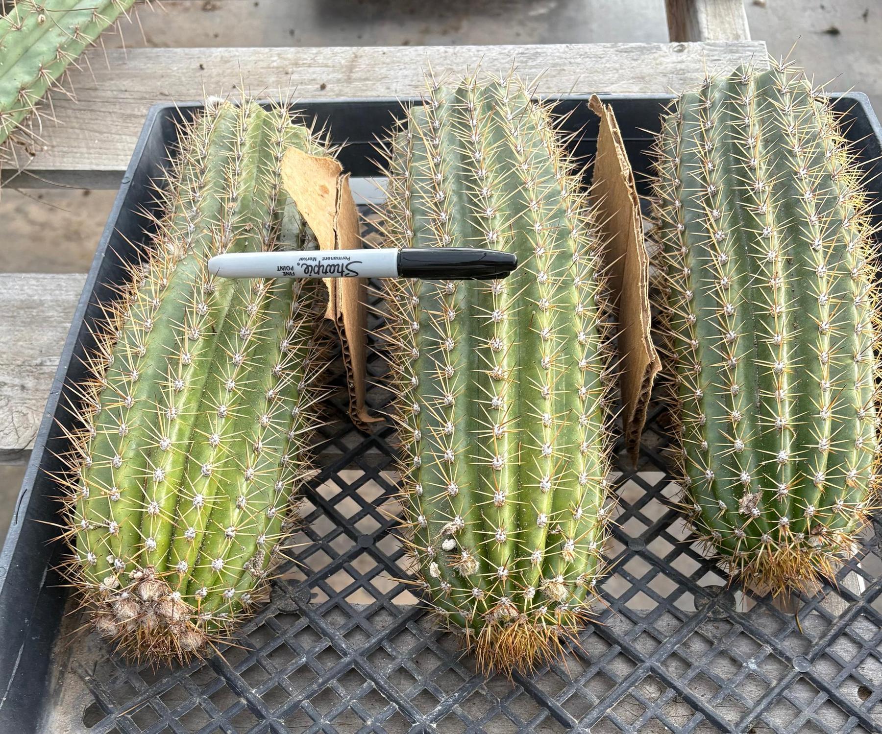 #EC84 EXACT Trichocereus Hustler Cactus Cutting 10-12”-Cactus - Large - Exact-The Succulent Source