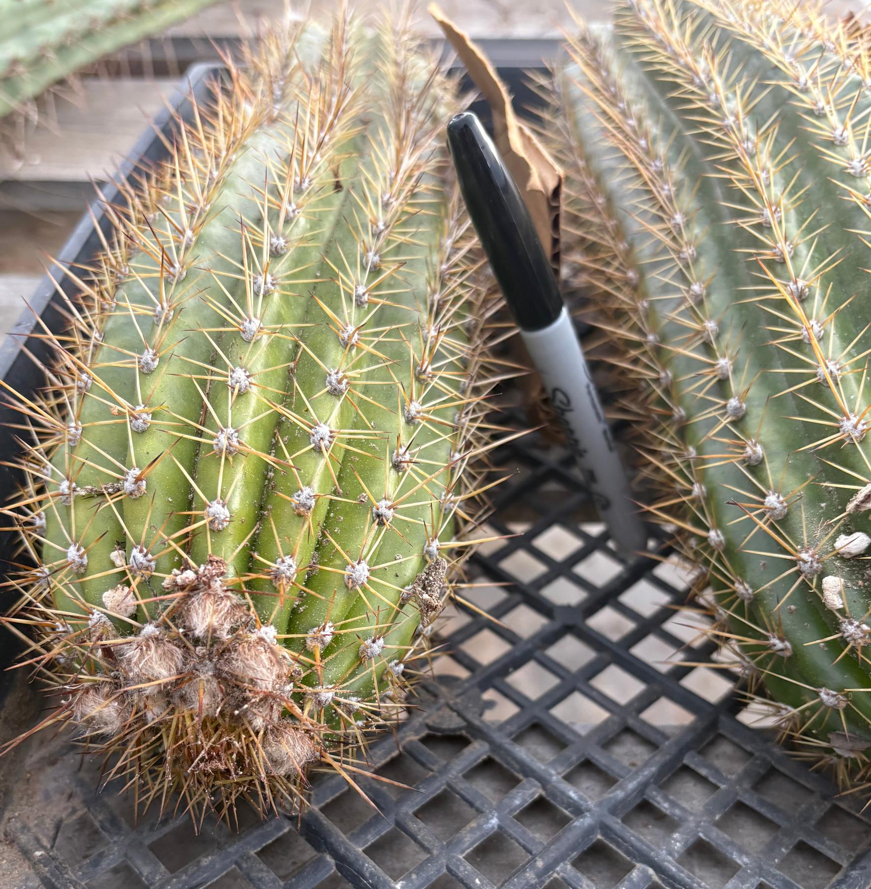 #EC84 EXACT Trichocereus Hustler Cactus Cutting 10-12”-Cactus - Large - Exact-The Succulent Source