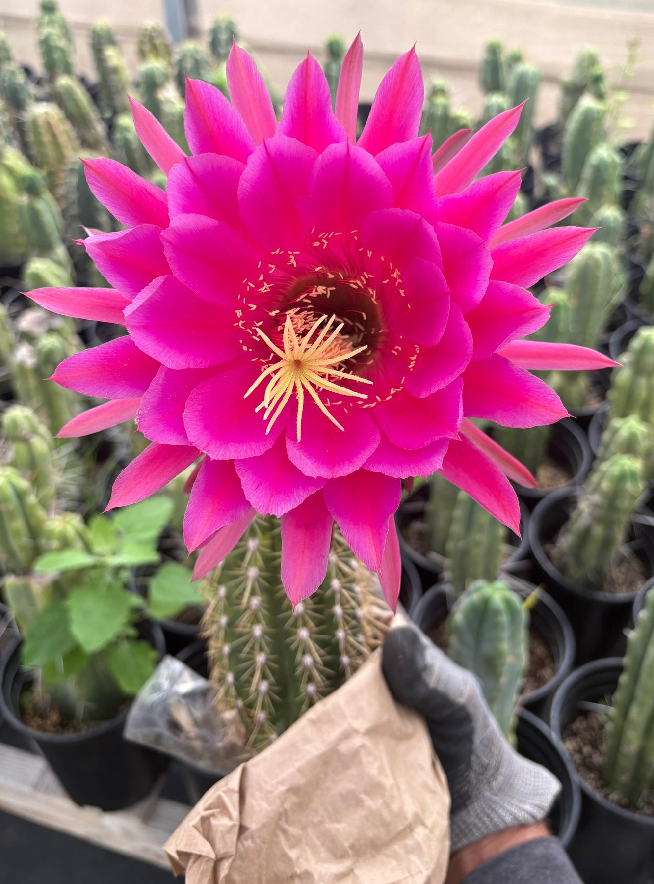 #EC84 EXACT Trichocereus Hustler Cactus Cutting 10-12”-Cactus - Large - Exact-The Succulent Source