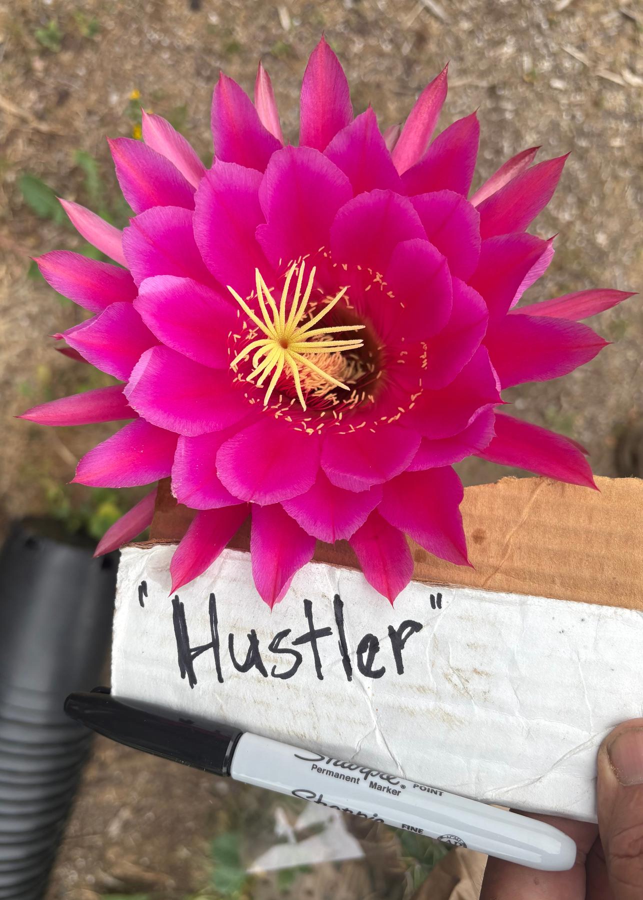 #EC84 EXACT Trichocereus Hustler Cactus Cutting 10-12”-Cactus - Large - Exact-The Succulent Source