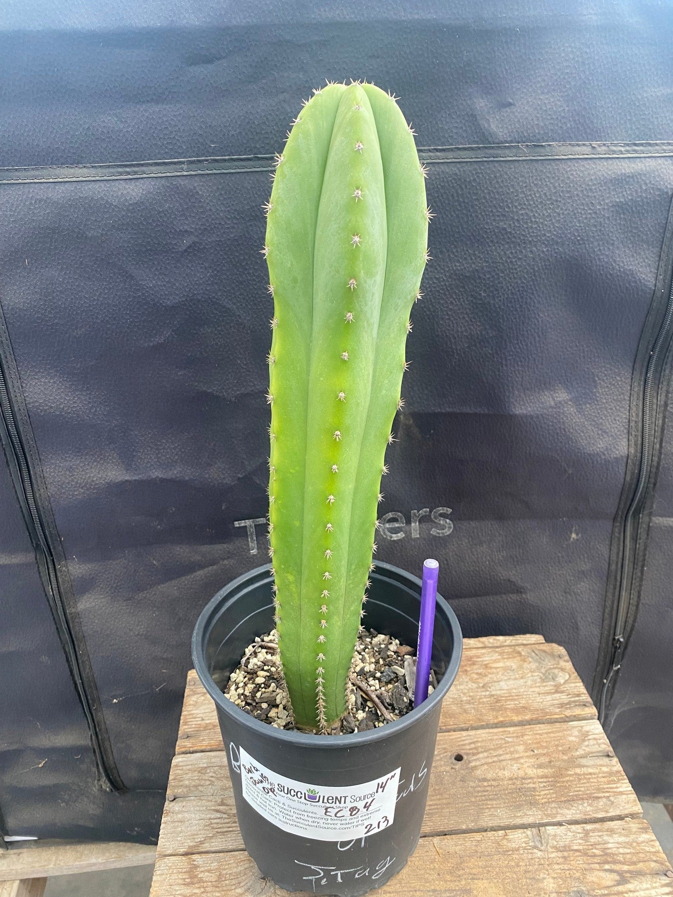 #EC84 EXACT Trichocereus Hybrid Pachanoi Barbaras Juuls OP 14”-Cactus - Large - Exact-The Succulent Source
