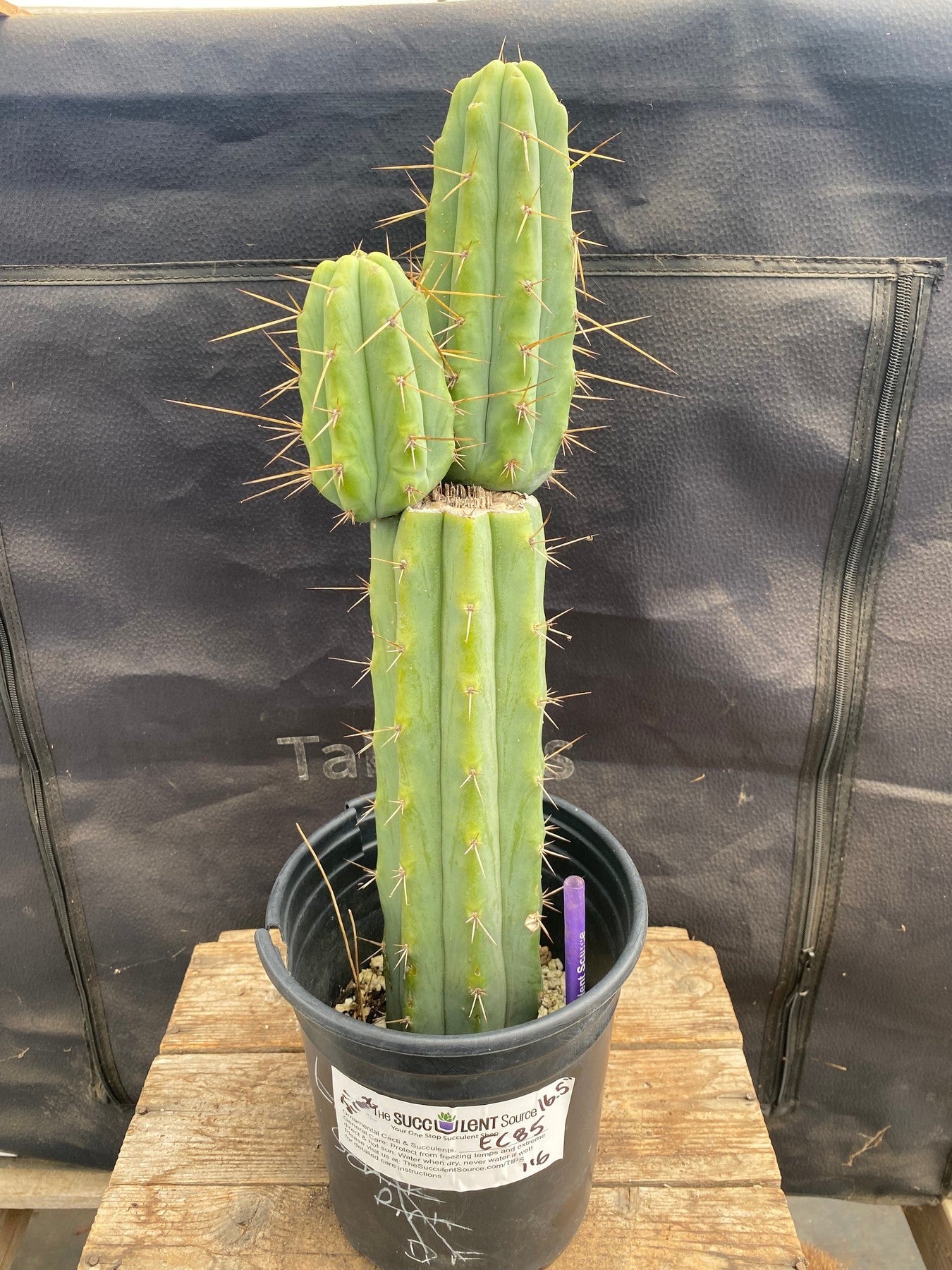 #EC85 EXACT Trichocereus Jiimz Bridgesii Cactus 16.5"-Cactus - Large - Exact-The Succulent Source
