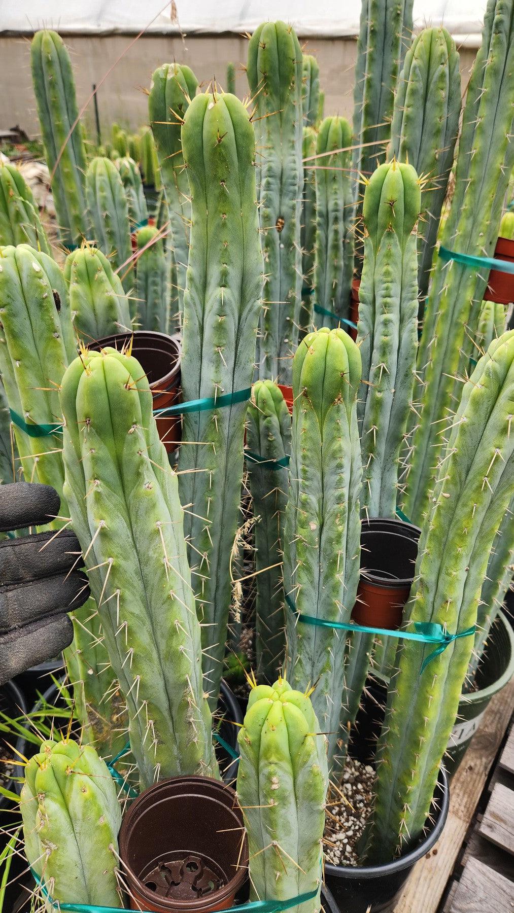 #EC85 EXACT Trichocereus "K-Valle" Bridgesii Cactus Cutting 10-12"-Cactus - Large - Exact-The Succulent Source