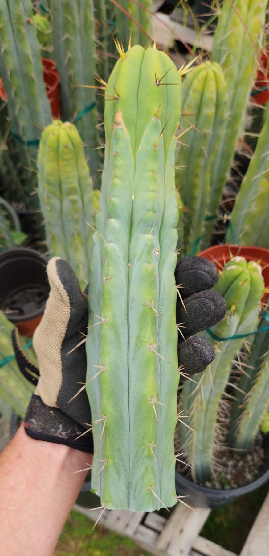 #EC85 EXACT Trichocereus "K-Valle" Bridgesii Cactus Cutting 10-12"-Cactus - Large - Exact-The Succulent Source