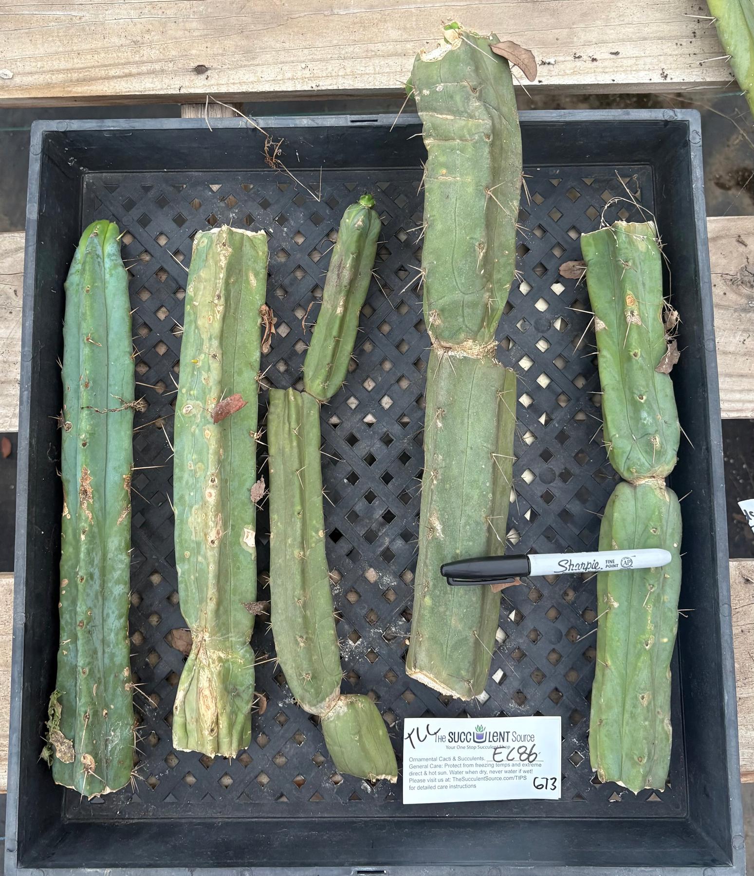 #EC86 EXACT Trichocereus Bridgesii "Jiimz" TLC Ornamental Cactus cuttings-Cactus - Large - Exact-The Succulent Source