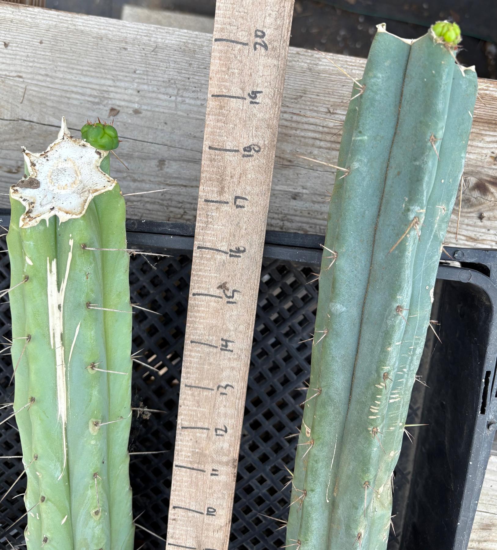 #EC86 EXACT Trichocereus Bridgesii "Jiimz" TLC Ornamental Cactus cuttings-Cactus - Large - Exact-The Succulent Source