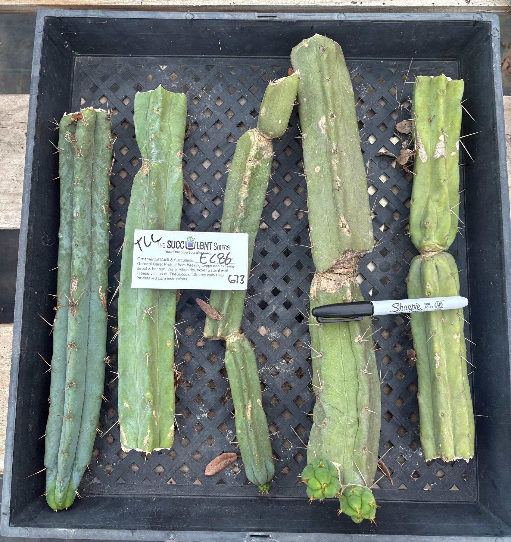 #EC86 EXACT Trichocereus Bridgesii "Jiimz" TLC Ornamental Cactus cuttings-Cactus - Large - Exact-The Succulent Source