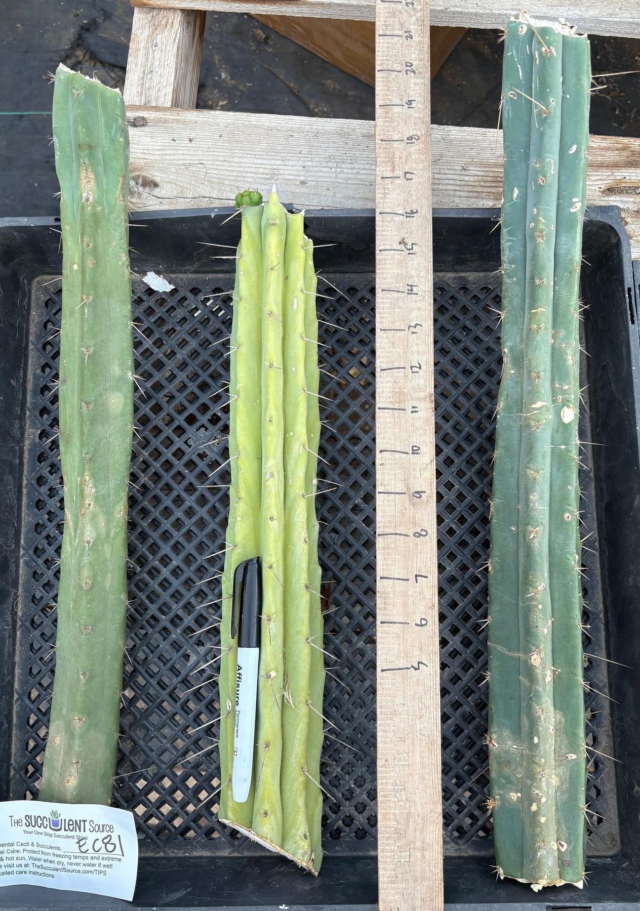 #EC86 EXACT Trichocereus Bridgesii "Jiimz" TLC Ornamental Cactus cuttings-Cactus - Large - Exact-The Succulent Source