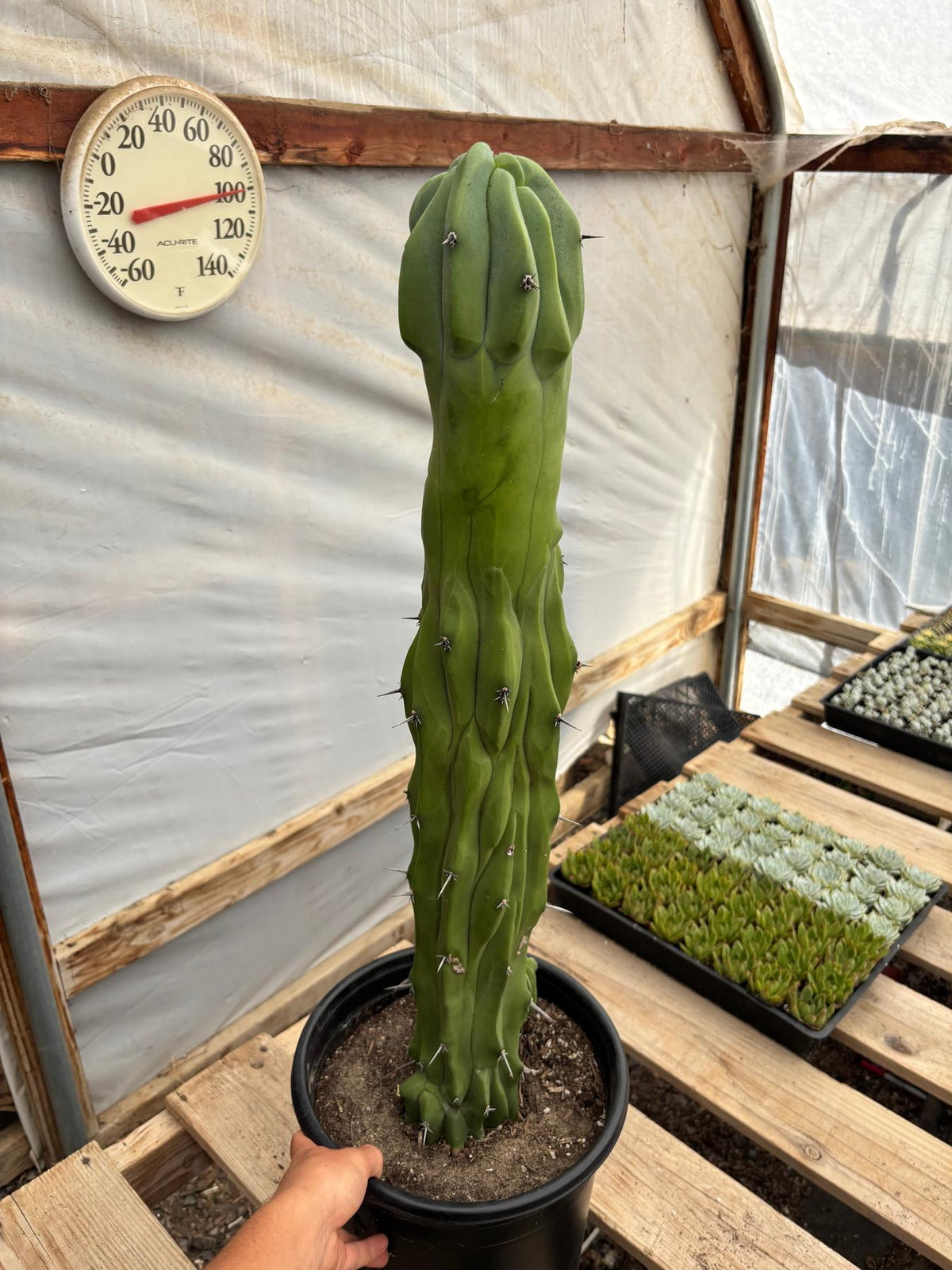 #EC87 Myrtillocactus Geometrizans Blue Candle Crested Cactus potted-Cactus - Large - Exact-The Succulent Source