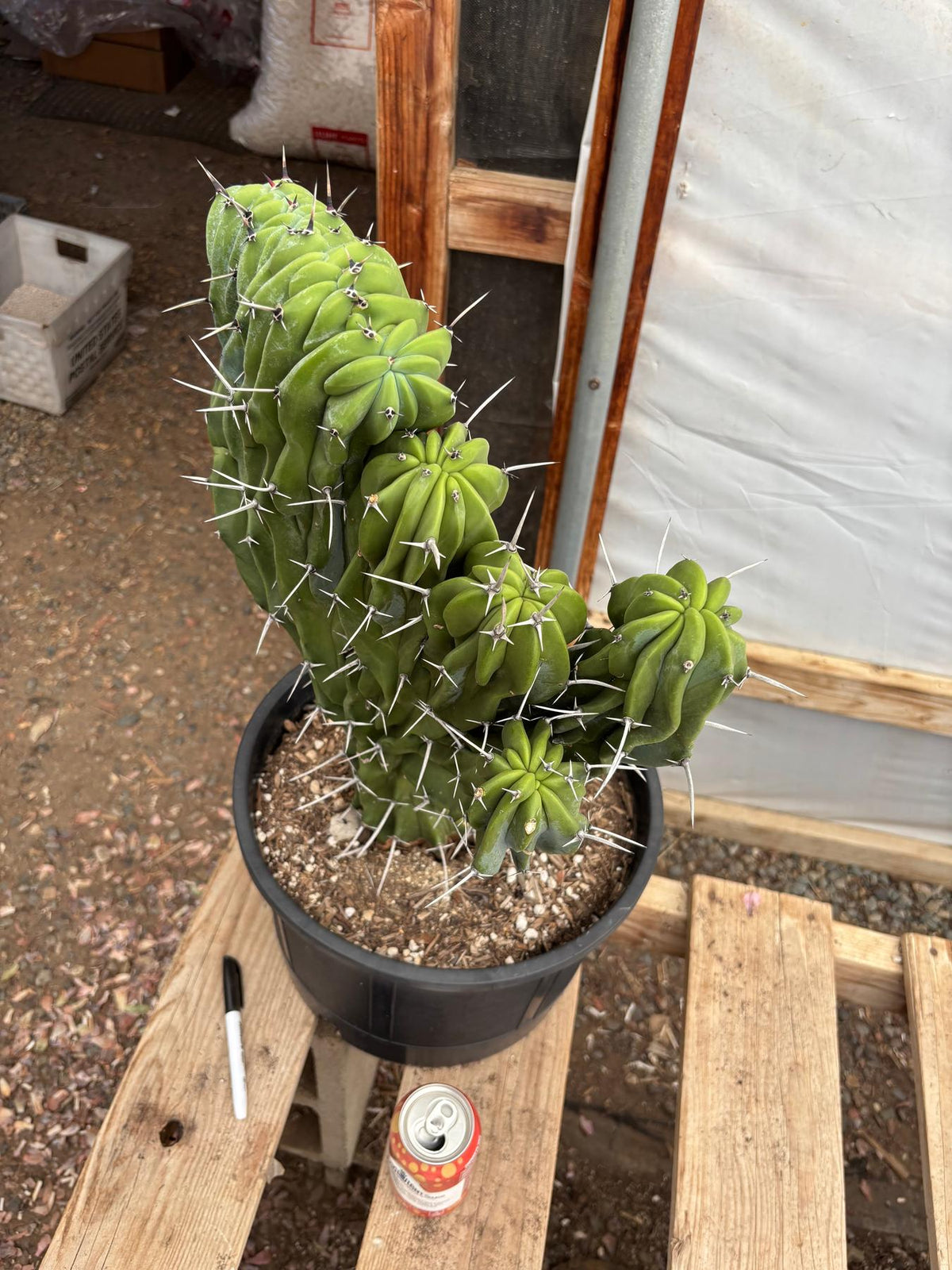 #EC87 Myrtillocactus Geometrizans Blue Candle Crested Cactus potted-Cactus - Large - Exact-The Succulent Source