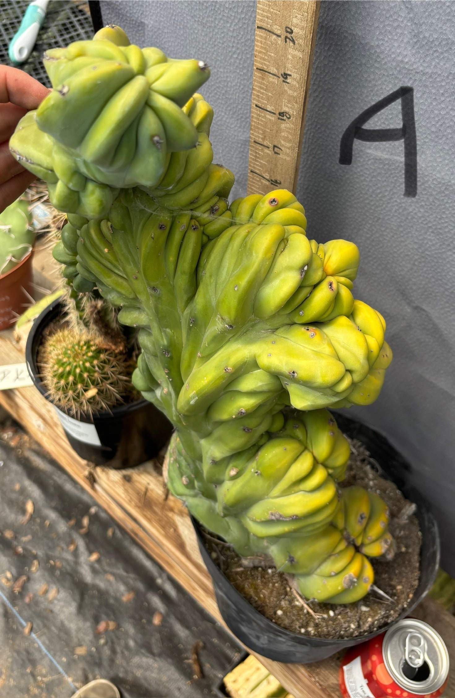 #EC87 Myrtillocactus Crested-Cactus - Large - Exact-The Succulent Source