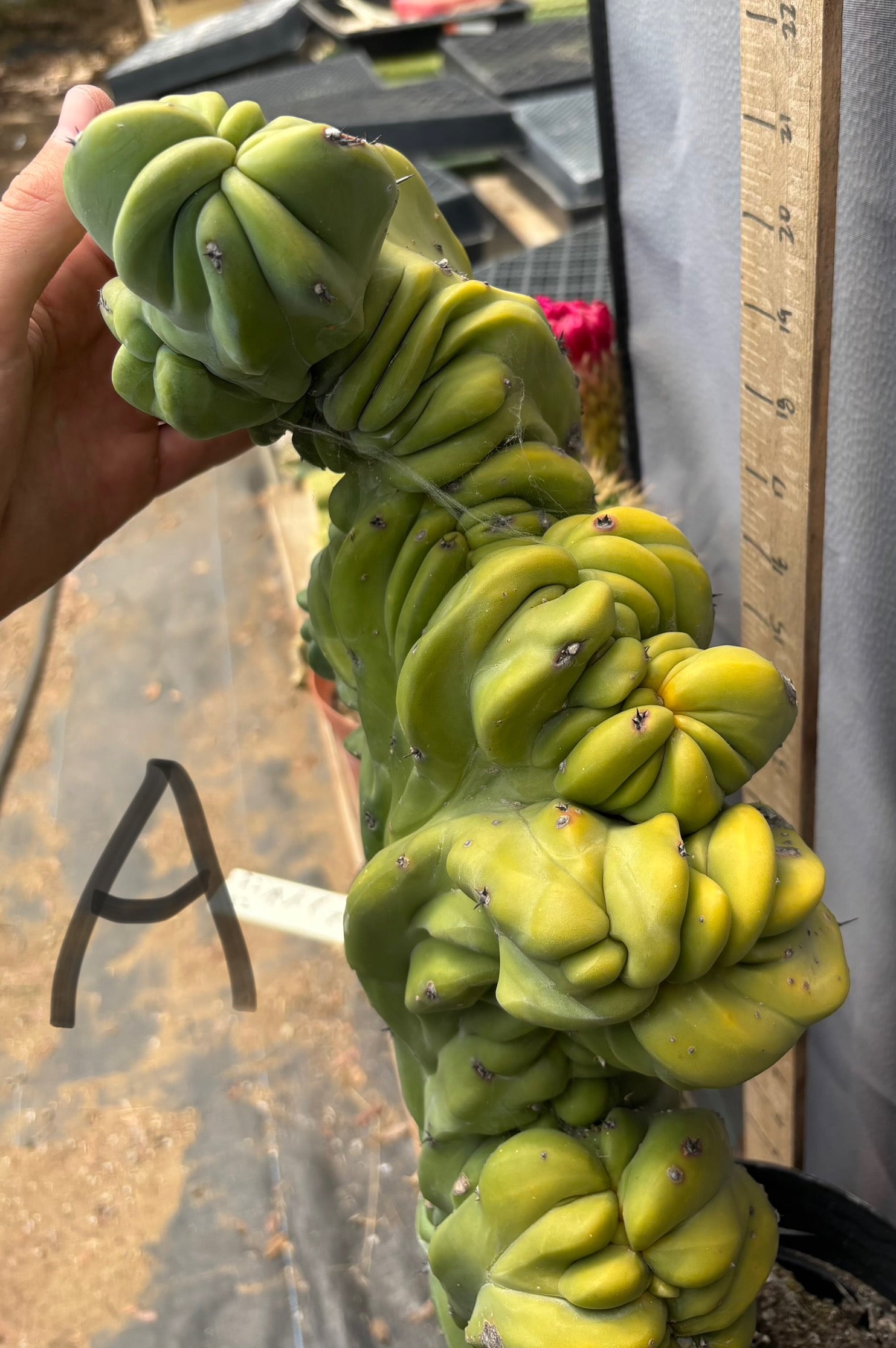 #EC87 Myrtillocactus Crested-Cactus - Large - Exact-The Succulent Source