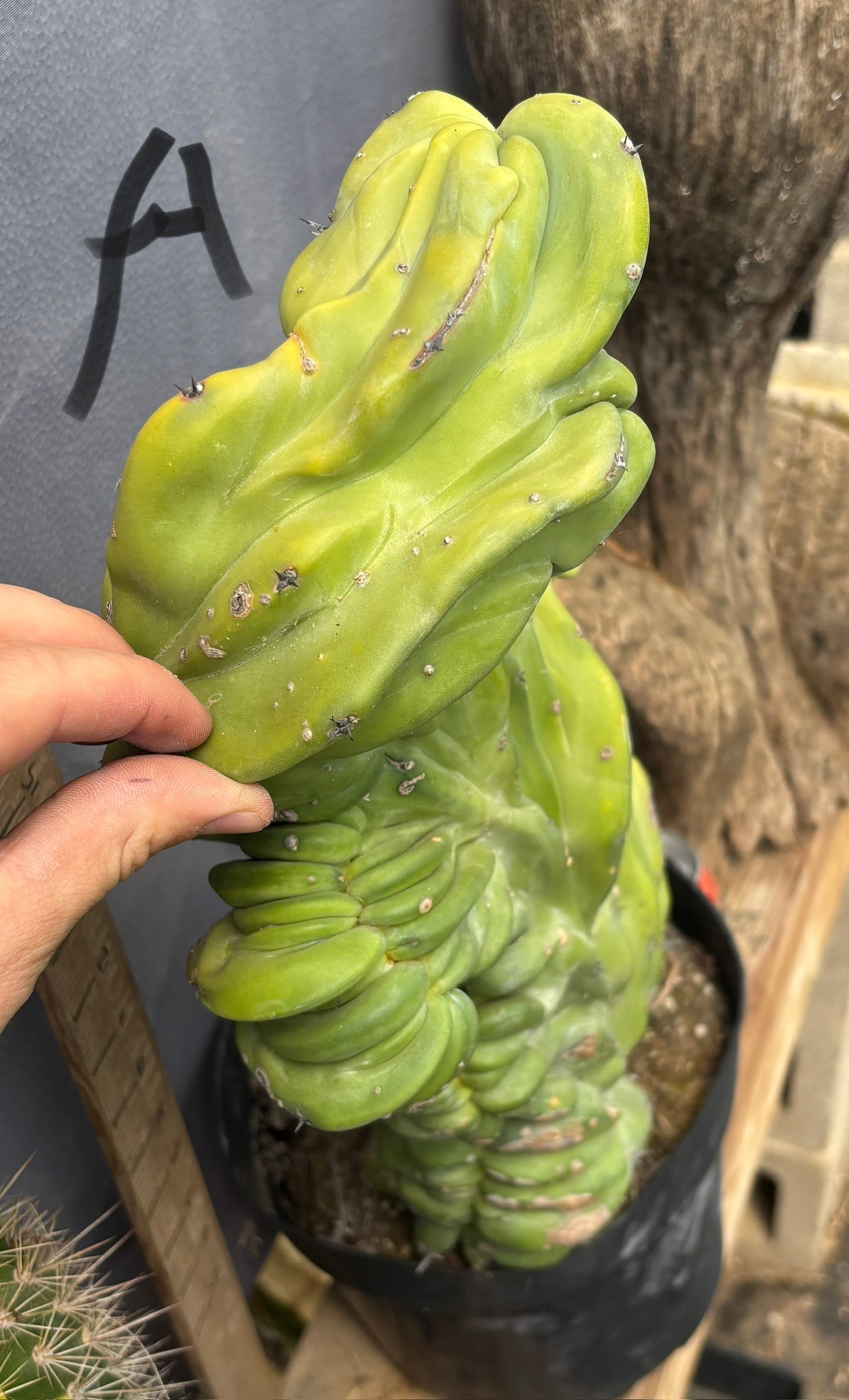 #EC87 Myrtillocactus Crested-Cactus - Large - Exact-The Succulent Source