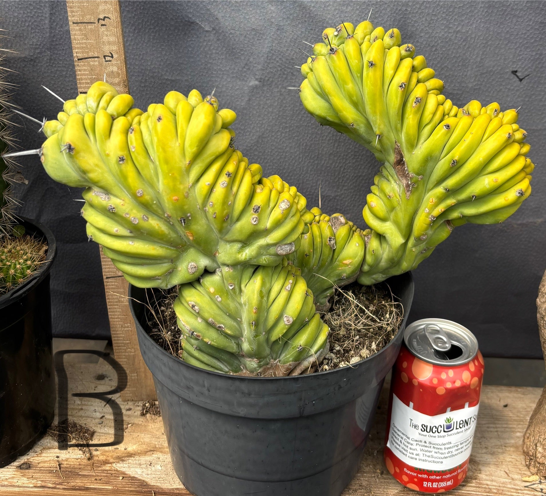 #EC87 Myrtillocactus Crested-Cactus - Large - Exact-The Succulent Source