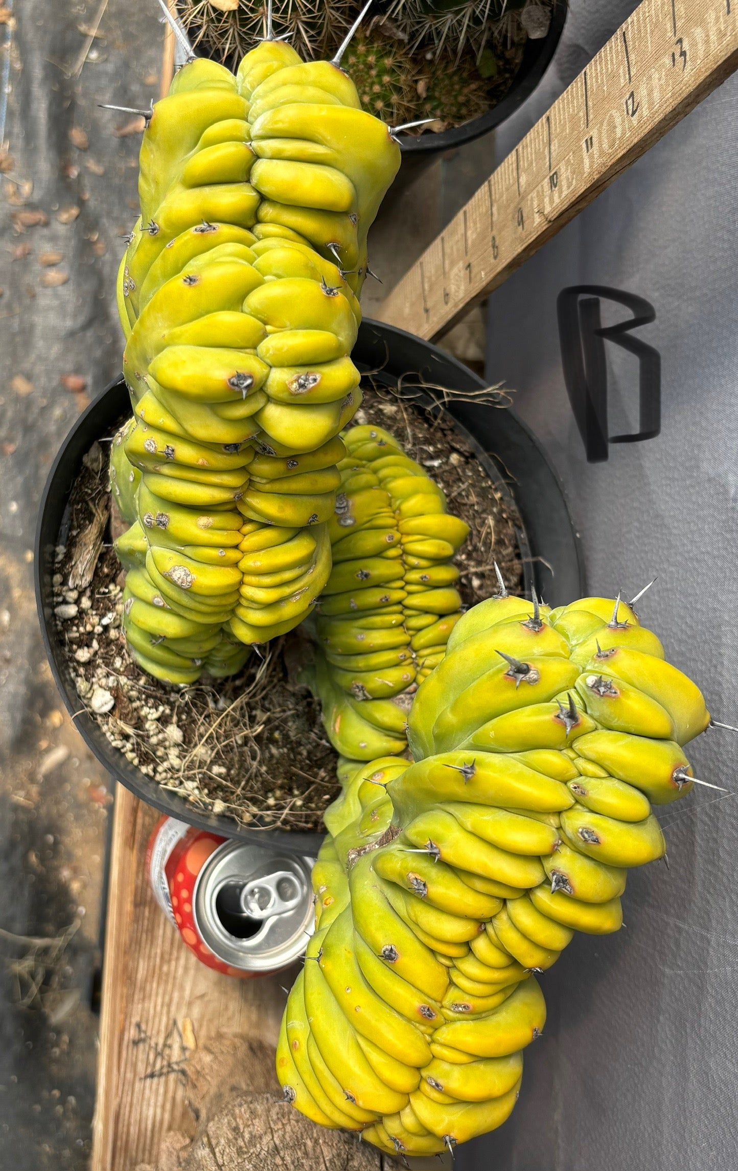 #EC87 Myrtillocactus Crested-Cactus - Large - Exact-The Succulent Source