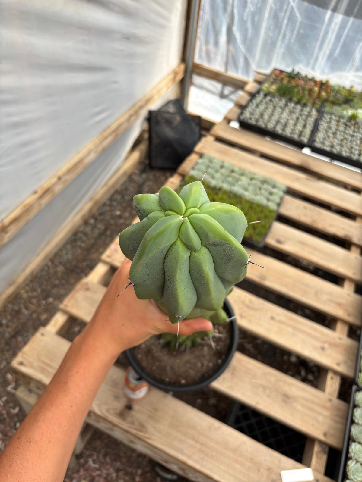 #EC87 Myrtillocactus Geometrizans Blue Candle Crested Cactus potted-Cactus - Large - Exact-The Succulent Source