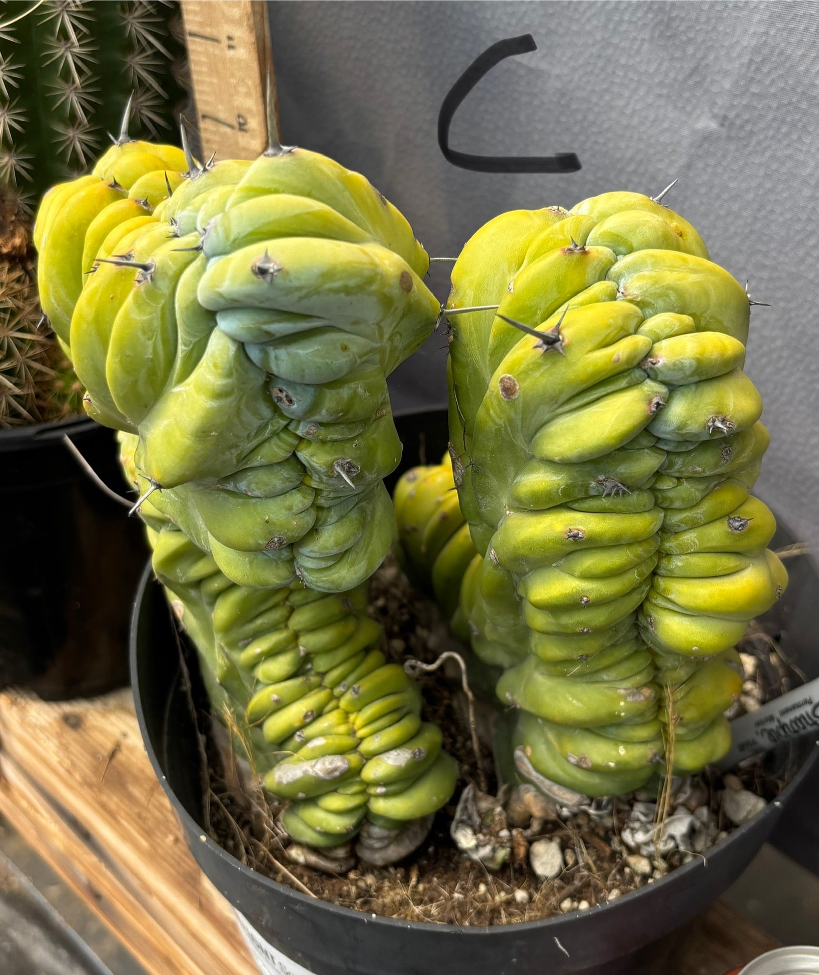 #EC87 Myrtillocactus Crested-Cactus - Large - Exact-The Succulent Source