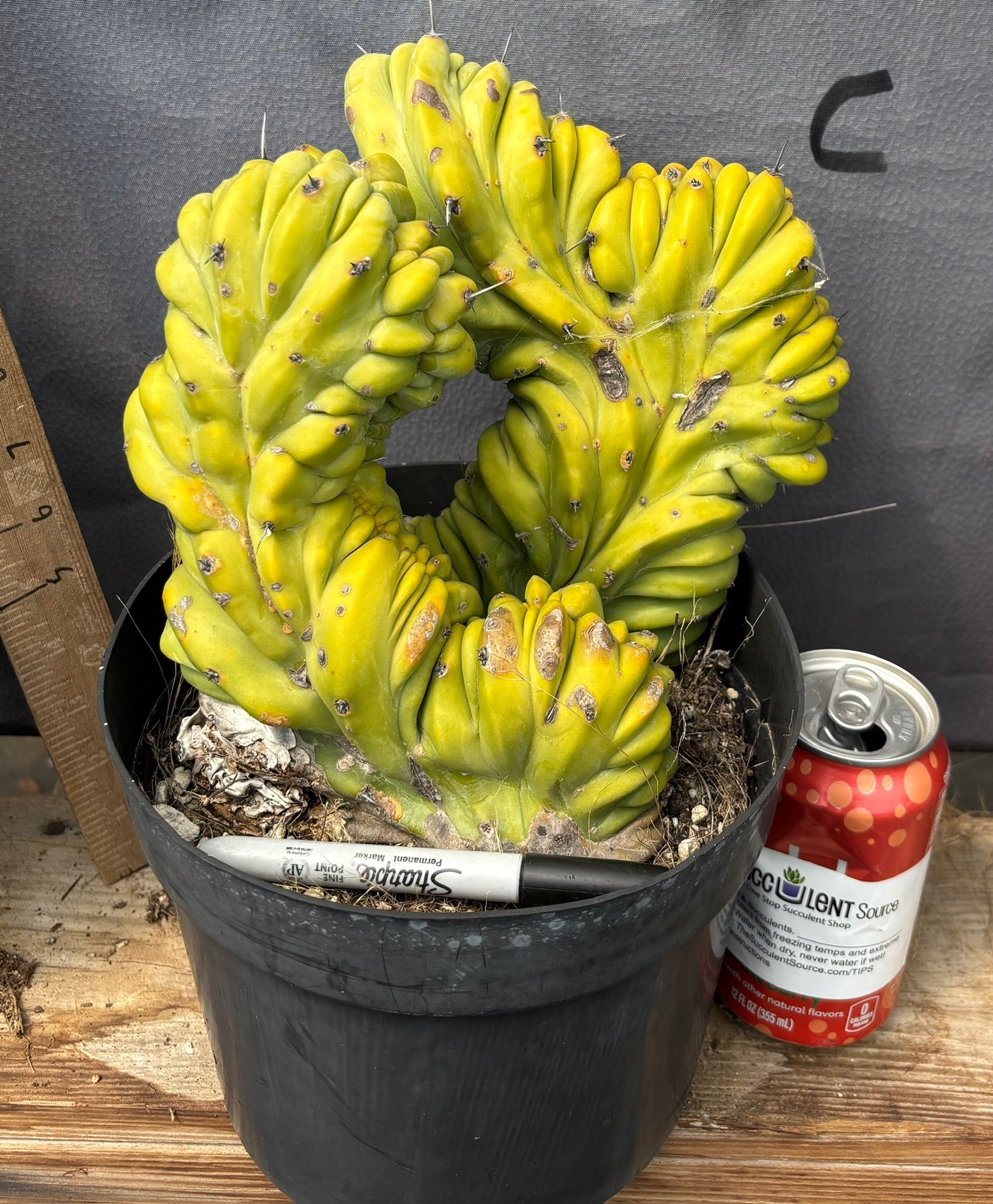 #EC87 Myrtillocactus Crested-Cactus - Large - Exact-The Succulent Source