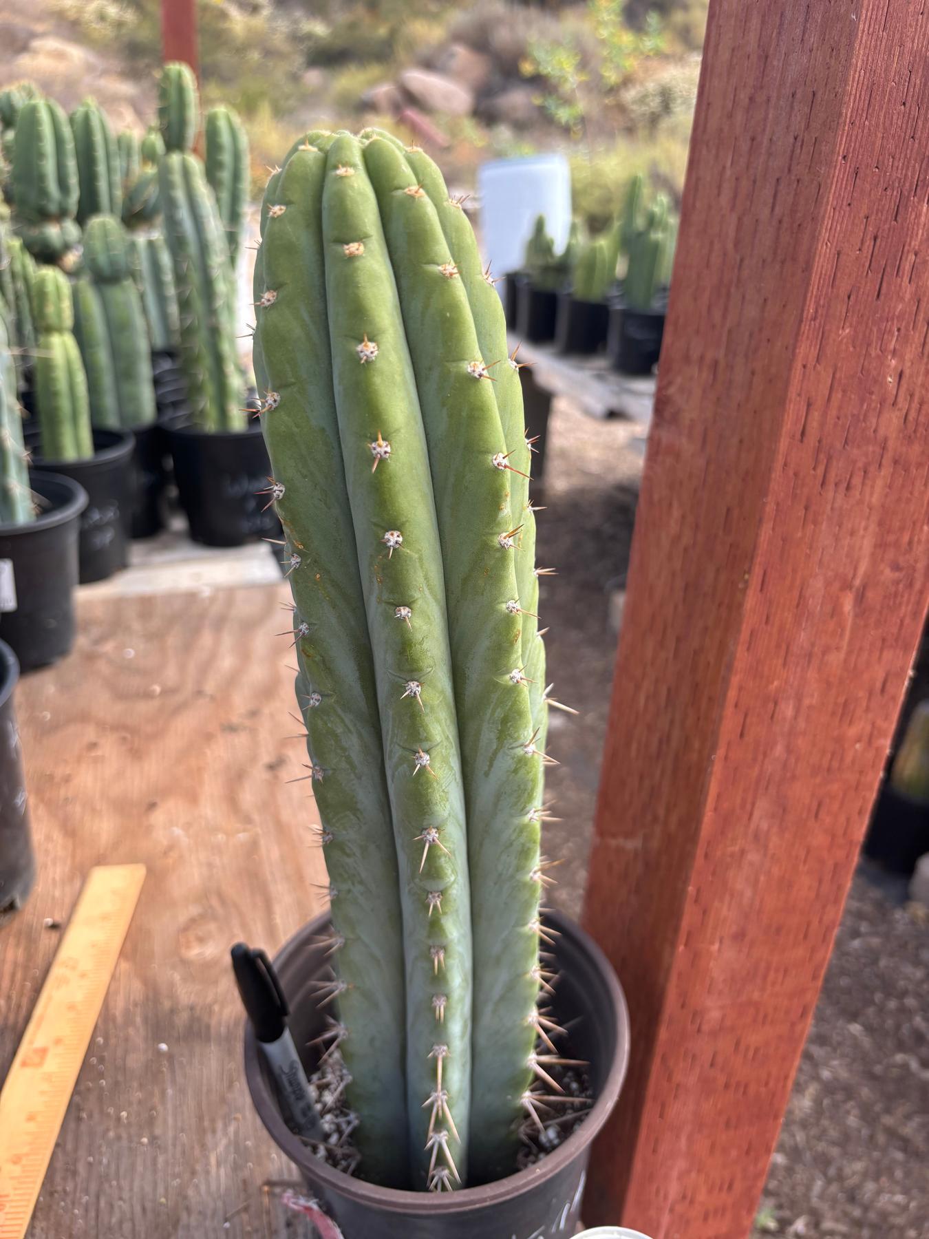 #EC88 EXACT Mammilaria Copper King Brain Cactus 16”-Cactus - Large - Exact-The Succulent Source