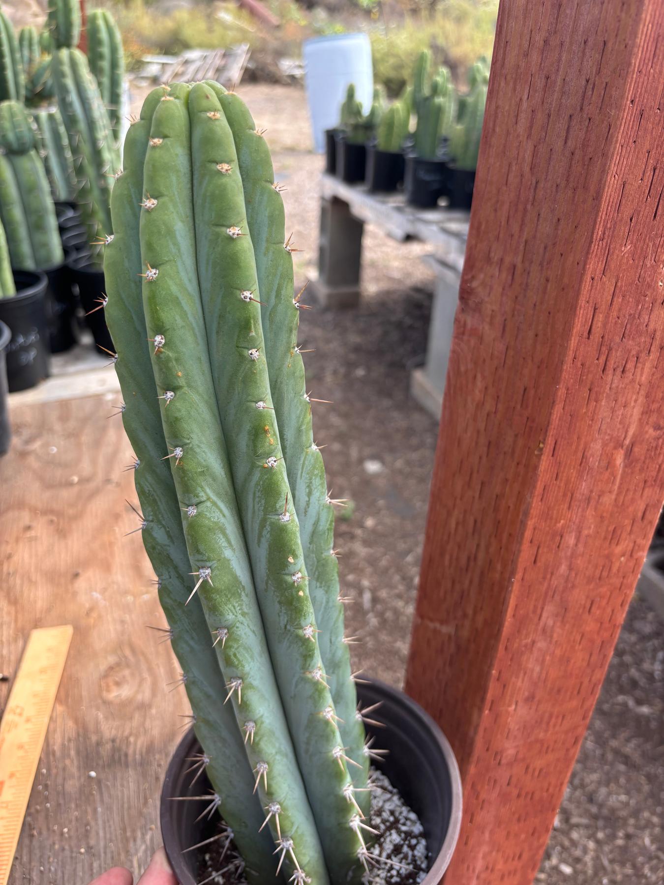 #EC88 EXACT Mammilaria Copper King Brain Cactus 16”-Cactus - Large - Exact-The Succulent Source