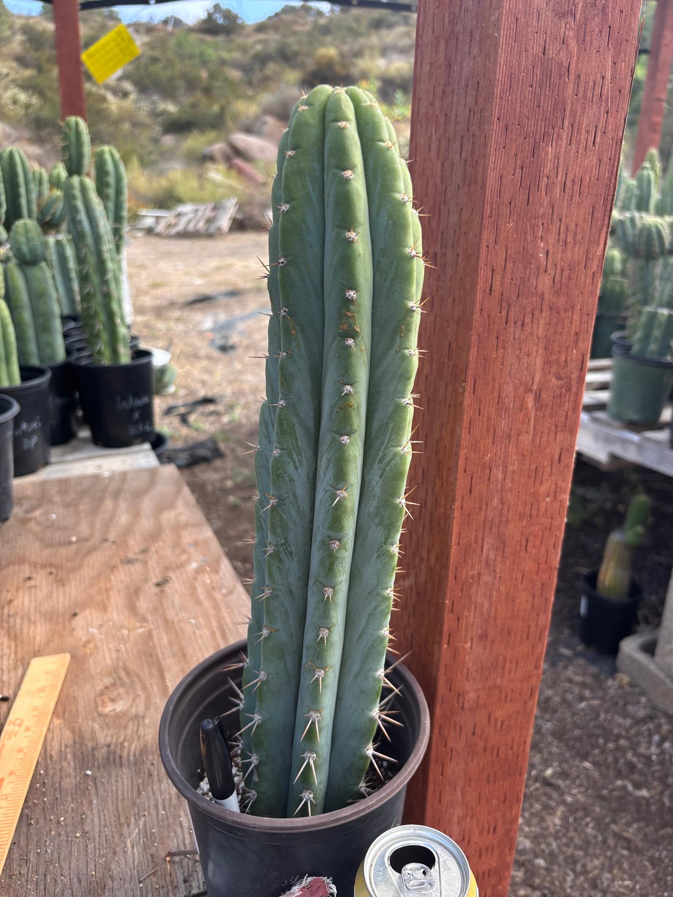 #EC88 EXACT Mammilaria Copper King Brain Cactus 16”-Cactus - Large - Exact-The Succulent Source