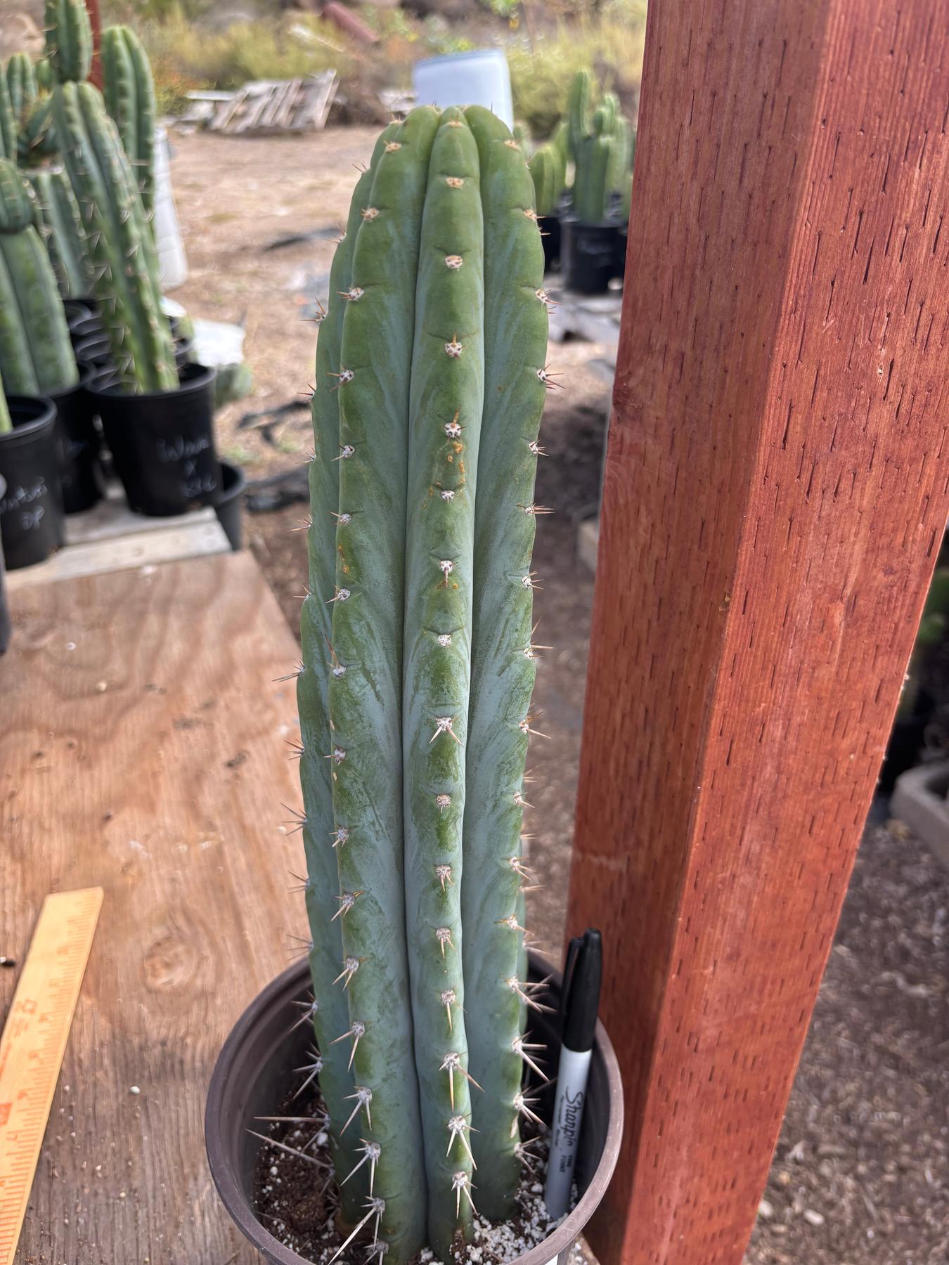 #EC88 EXACT Mammilaria Copper King Brain Cactus 16”-Cactus - Large - Exact-The Succulent Source