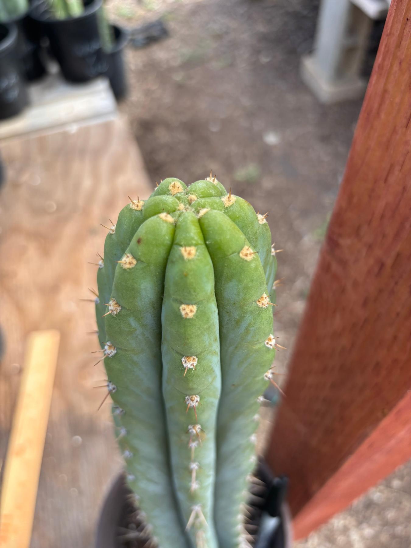 #EC88 EXACT Mammilaria Copper King Brain Cactus 16”-Cactus - Large - Exact-The Succulent Source