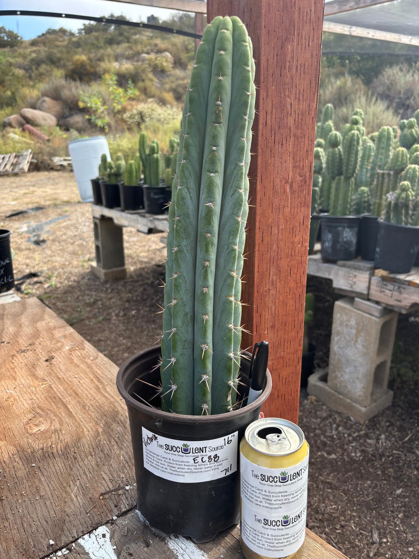 #EC88 EXACT Mammilaria Copper King Brain Cactus 16”-Cactus - Large - Exact-The Succulent Source