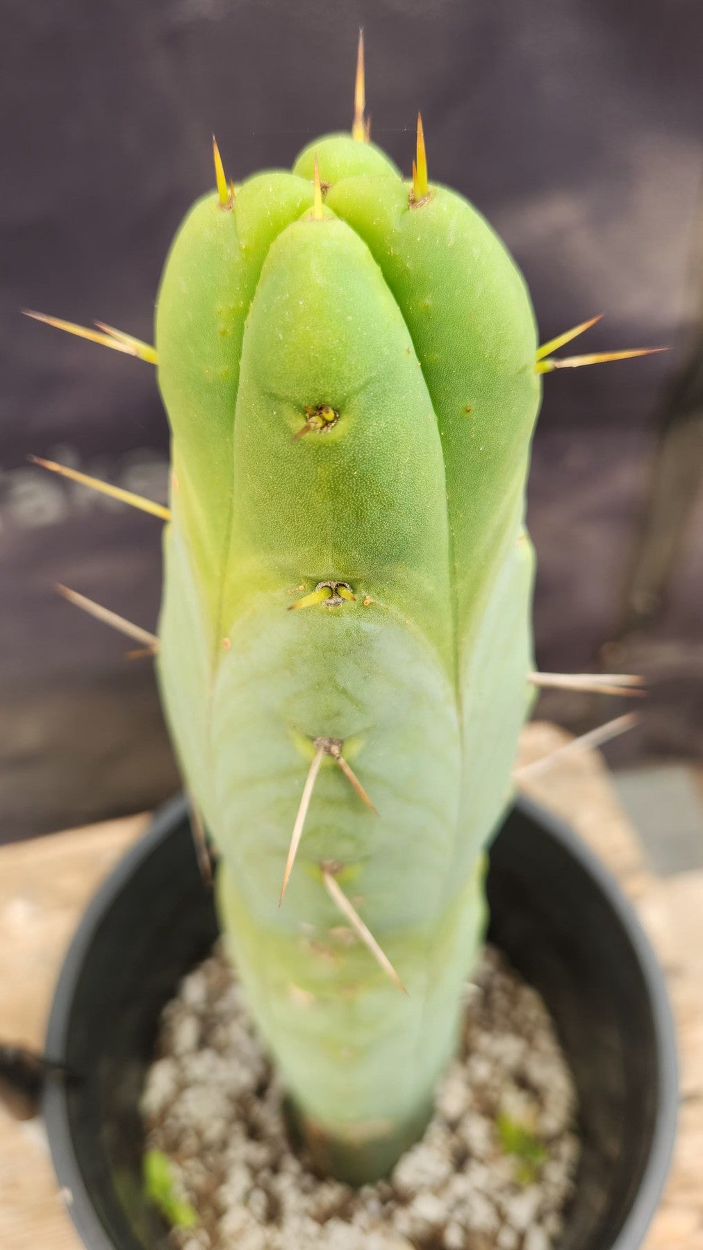 #EC89 EXACT Trichocereus Bridgesii Four Wind Cactus 12.5"-Cactus - Large - Exact-The Succulent Source