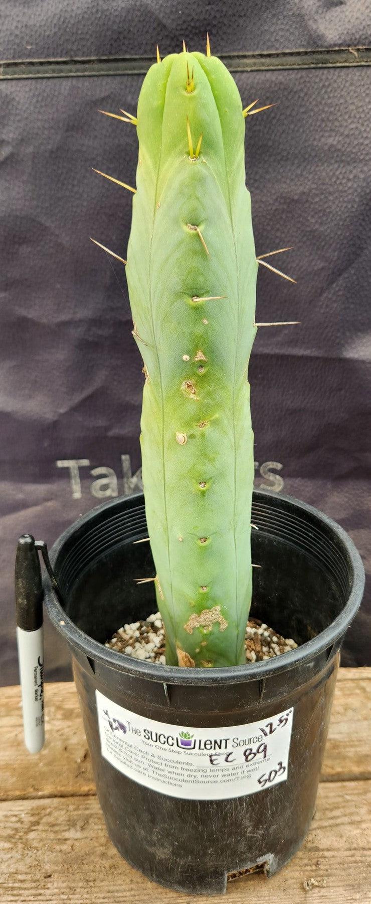 #EC89 EXACT Trichocereus Bridgesii Four Wind Cactus 12.5"-Cactus - Large - Exact-The Succulent Source