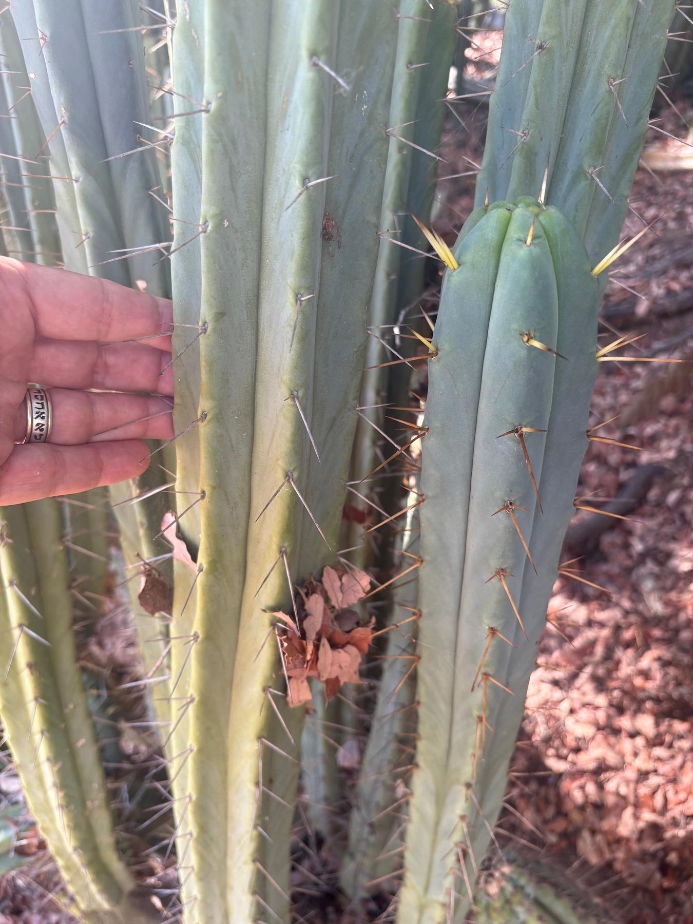 #EC89 Trichocereus Bridgesii Jiimz Long Tall Sally/LTS 12” cutting-Cactus - Large - Exact-The Succulent Source