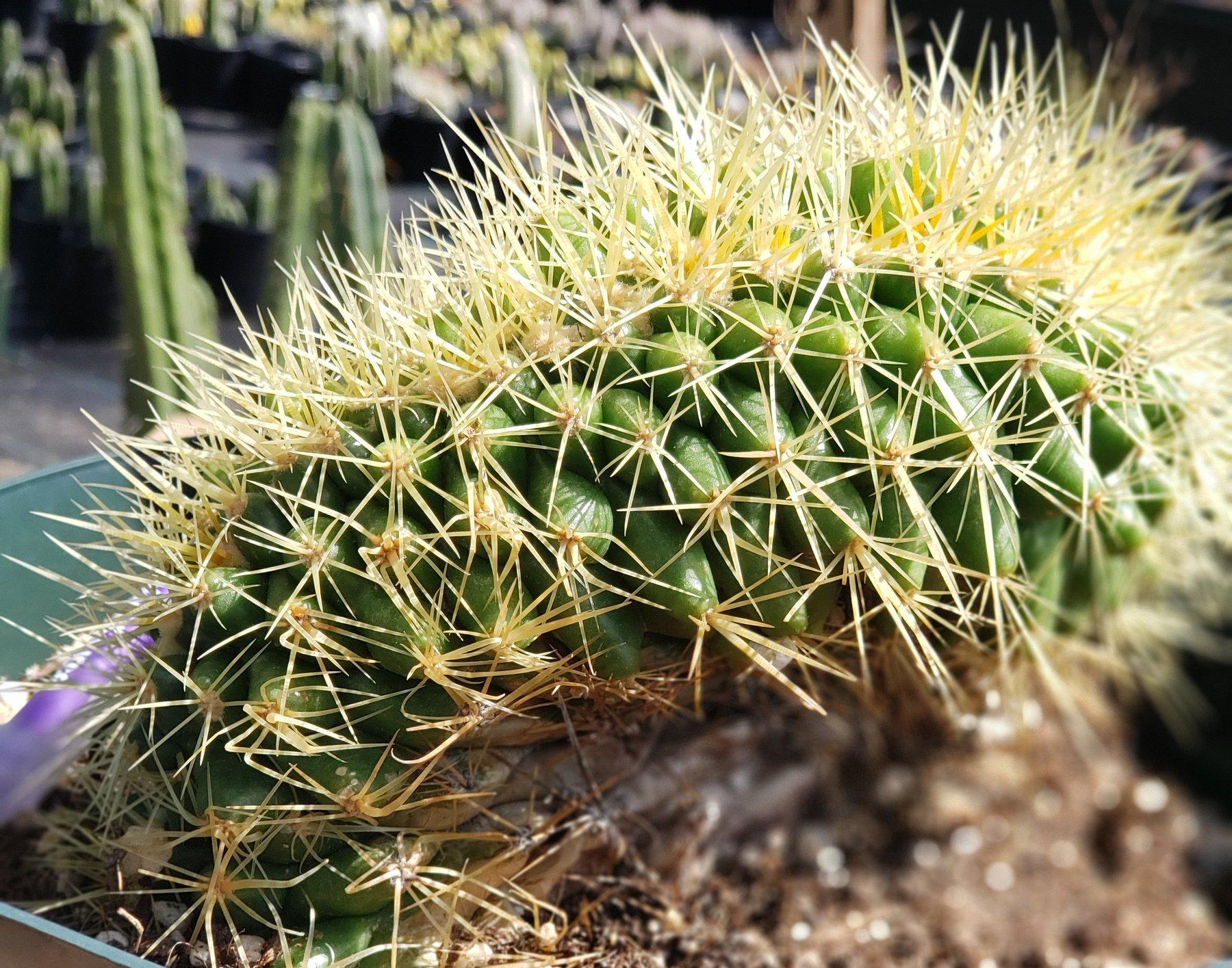 #EC90 EXACT Crested Echinocactus Grusonii Golden Barrel H 4.5” W 7.5”-Cactus - Large - Exact-The Succulent Source