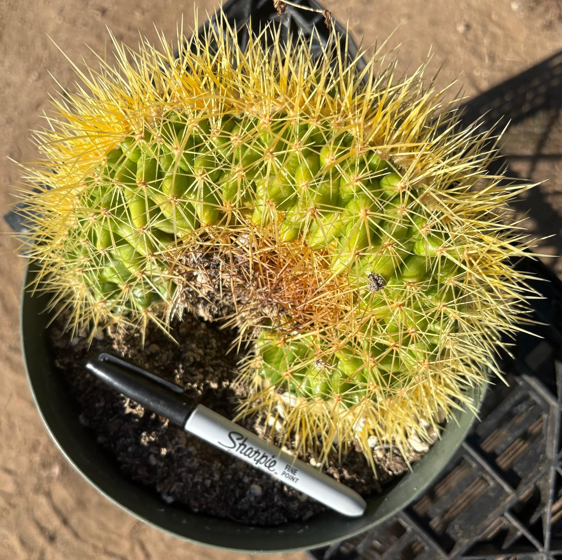 #EC90 Exact Crested Echinocactus Grusonii Golden Barrel Cactus Crested specimen-Cactus - Large - Exact-The Succulent Source