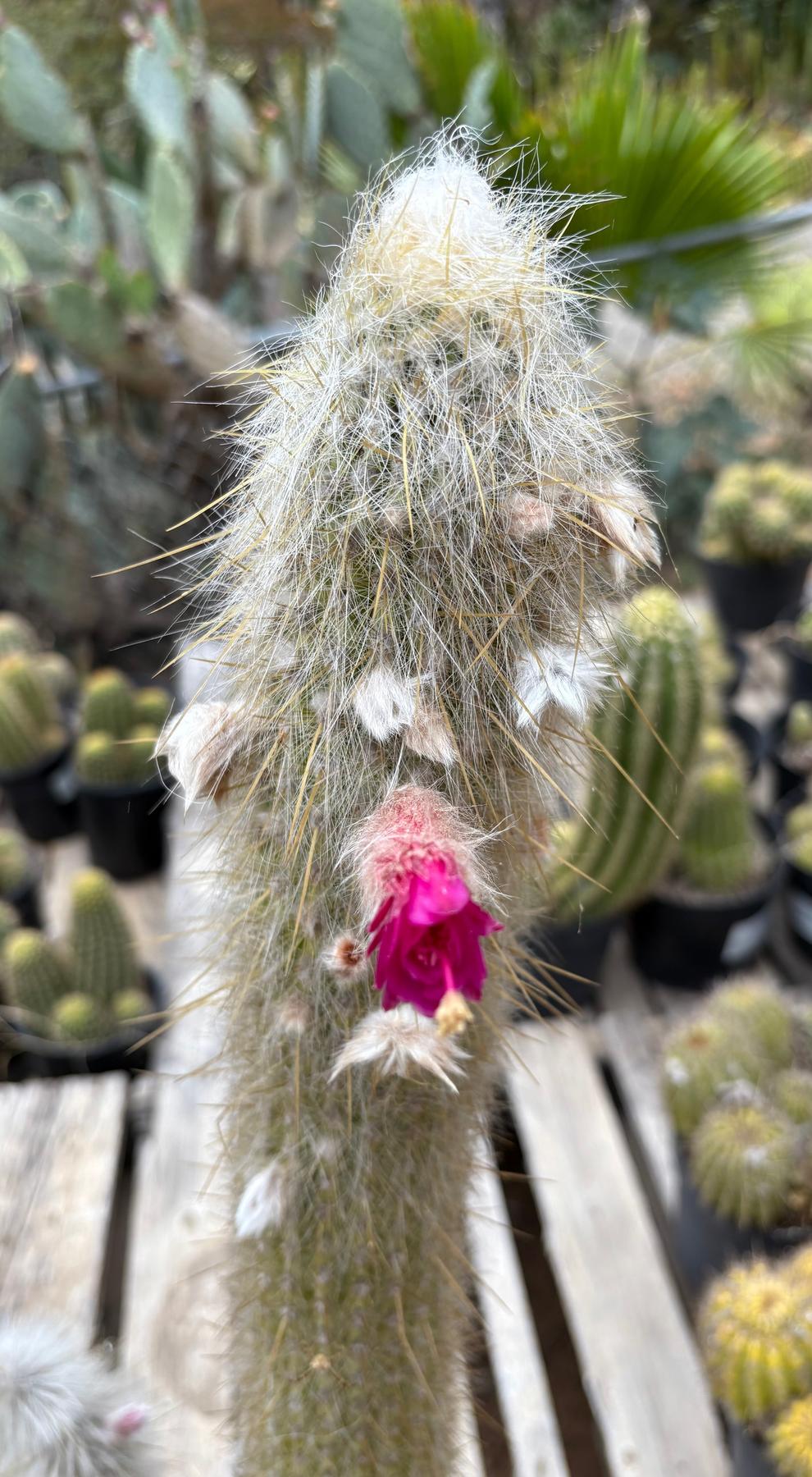 #EC91 EXACT Cleistocactus strausii Silver Torch Cactus Big and Potted-Cactus - Large - Exact-The Succulent Source