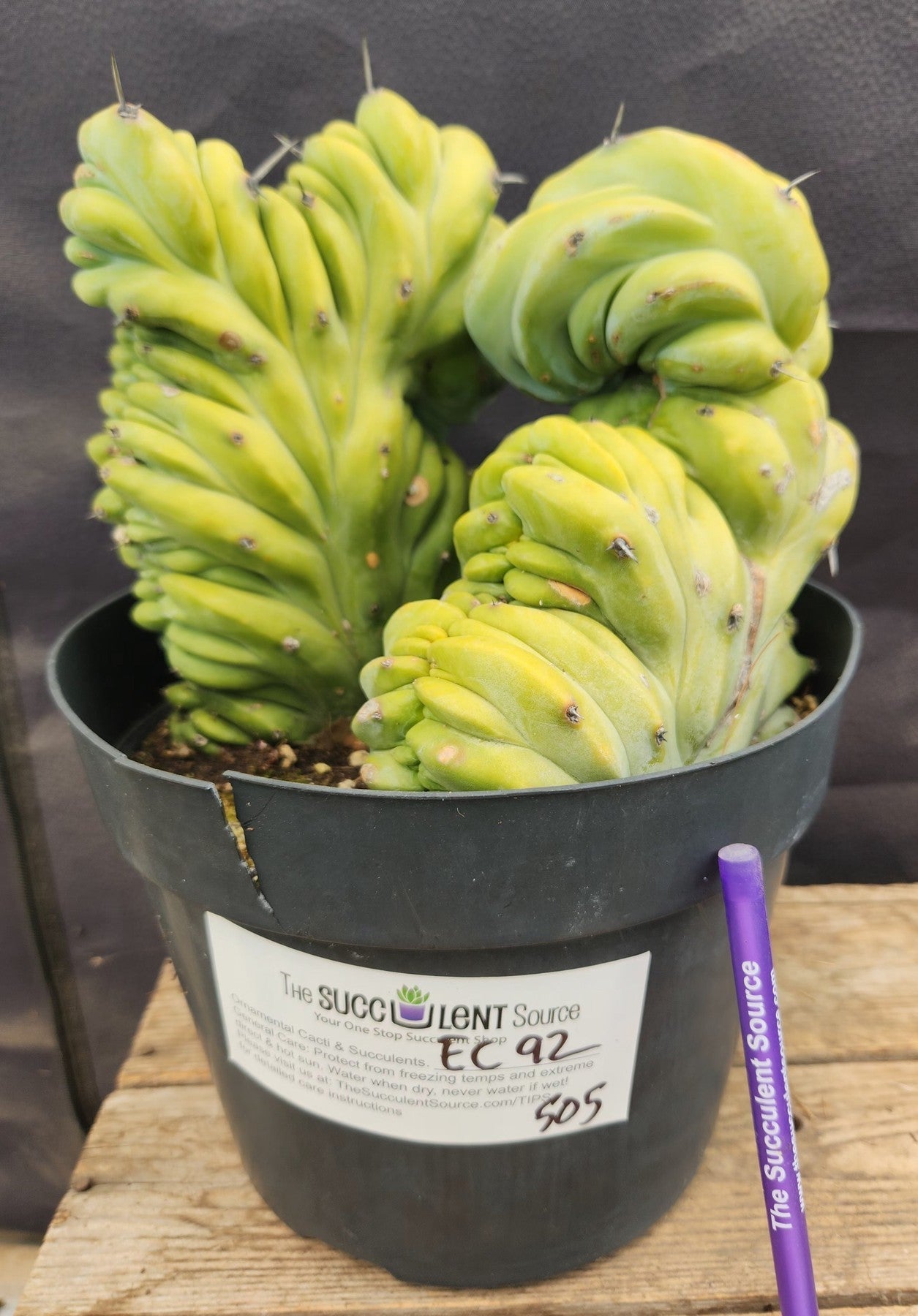 blue candle succulent #EC92 EXACT Crested Geometrizans Myrtillo Blue Candle Cactus ”