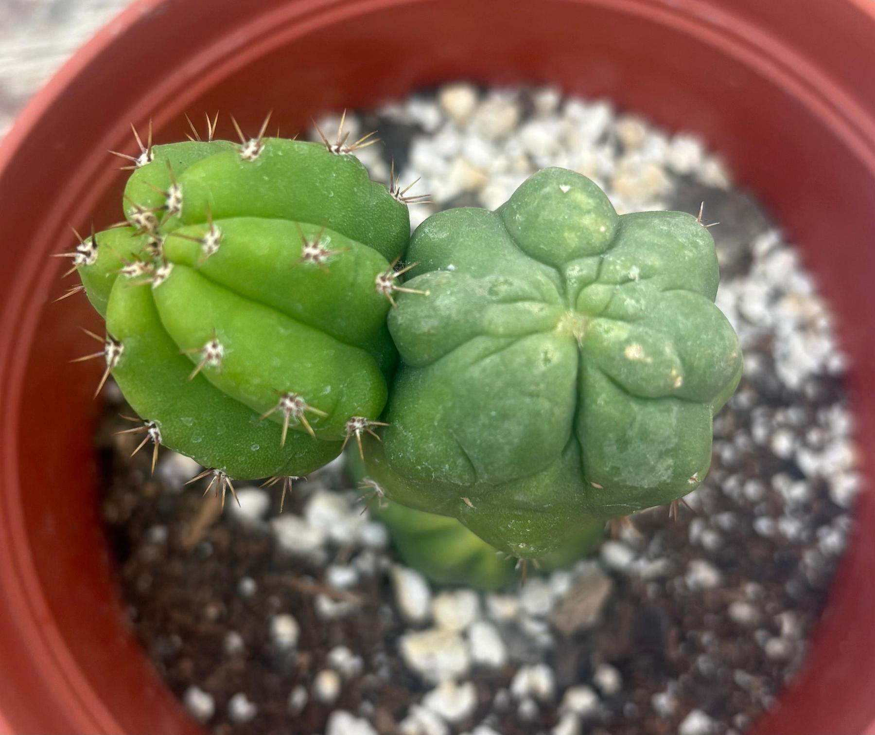 #EC93 EXACT Trichocereus Pachanoi San Pedro TPM Crested and Monstrose Cactus-Cactus - Large - Exact-The Succulent Source