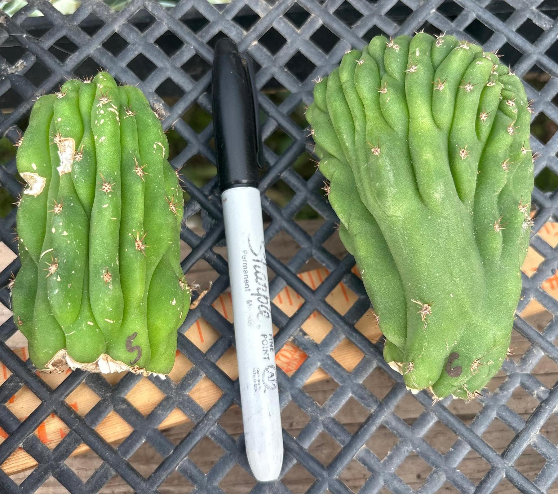 #EC93 EXACT Trichocereus Pachanoi San Pedro TPM Crested and Monstrose Cactus-Cactus - Large - Exact-The Succulent Source