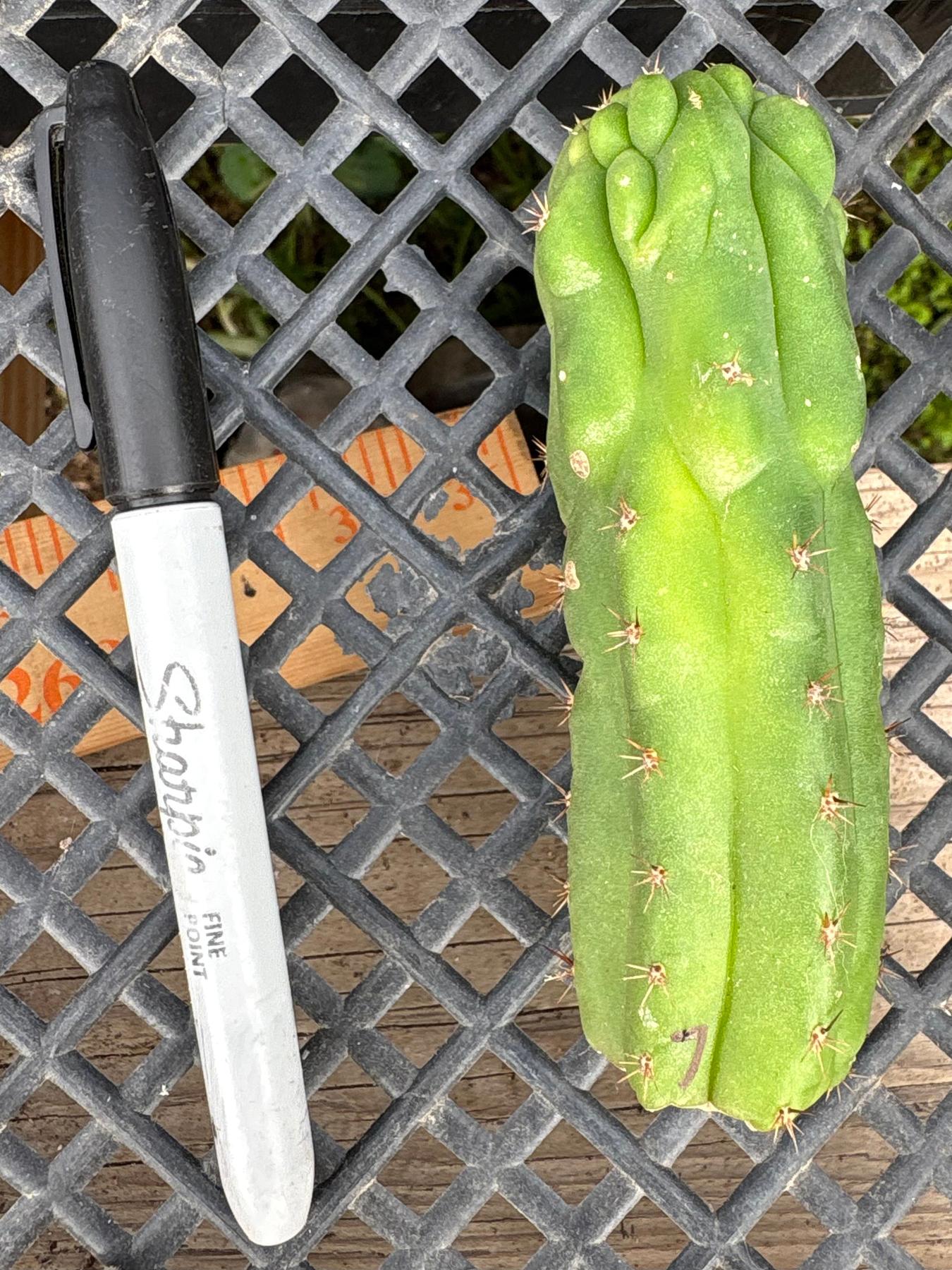 #EC93 EXACT Trichocereus Pachanoi San Pedro TPM Crested and Monstrose Cactus-Cactus - Large - Exact-The Succulent Source